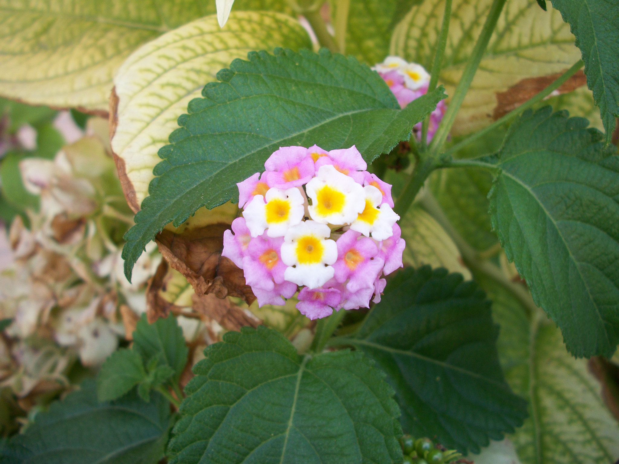 Kodak EASYSHARE M340 DIGITAL CAMERA sample photo. Nature photography