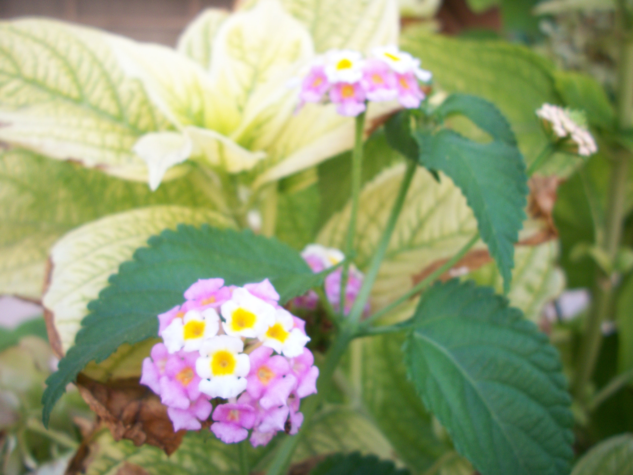 Kodak EASYSHARE M340 DIGITAL CAMERA sample photo. Nature photography
