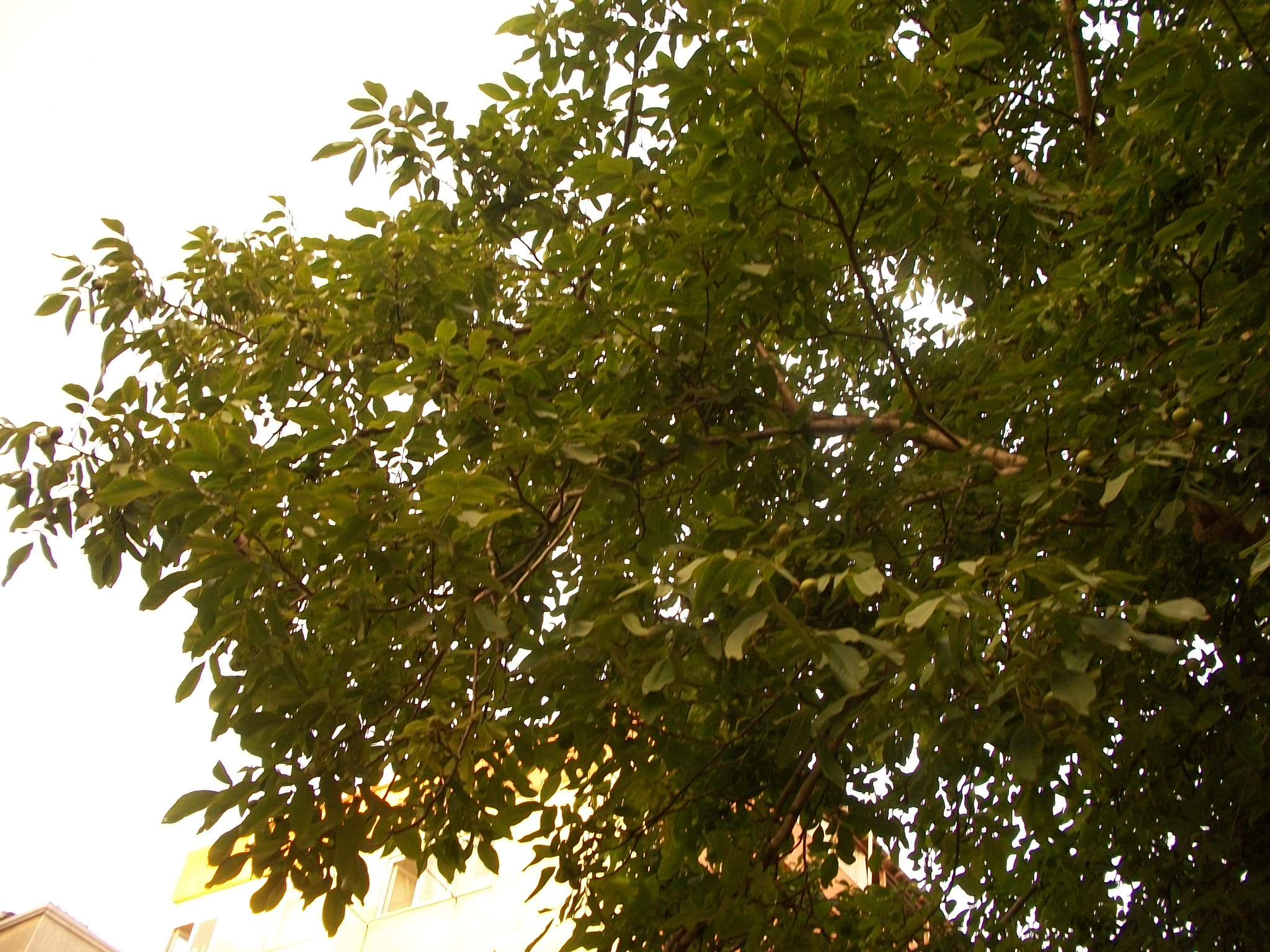 Kodak EASYSHARE M340 DIGITAL CAMERA sample photo. Nature photography