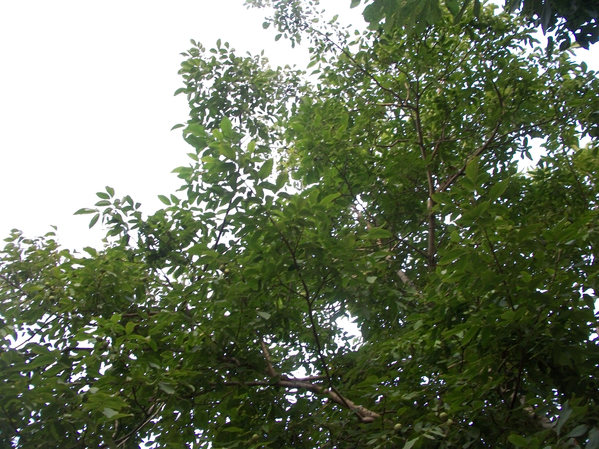 Kodak EASYSHARE M340 DIGITAL CAMERA sample photo. Nature photography