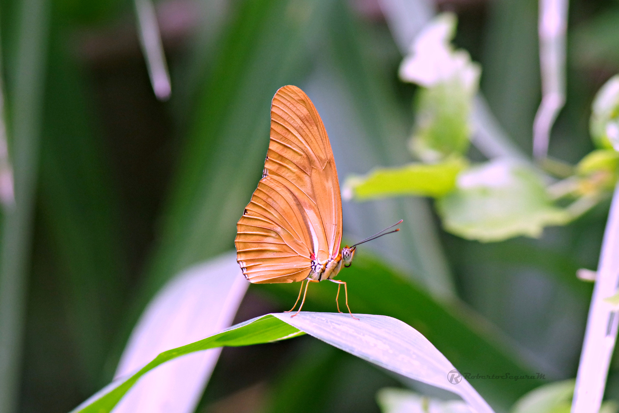 Pentax K-S2 sample photo. Wings of dreams photography