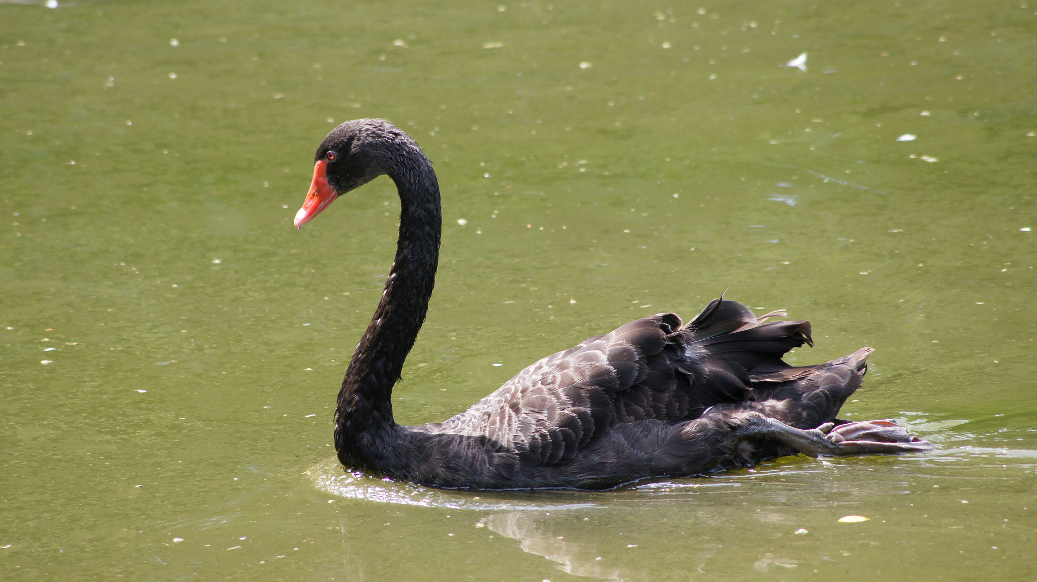 Sony DT 55-200mm F4-5.6 SAM sample photo. Black swan photography