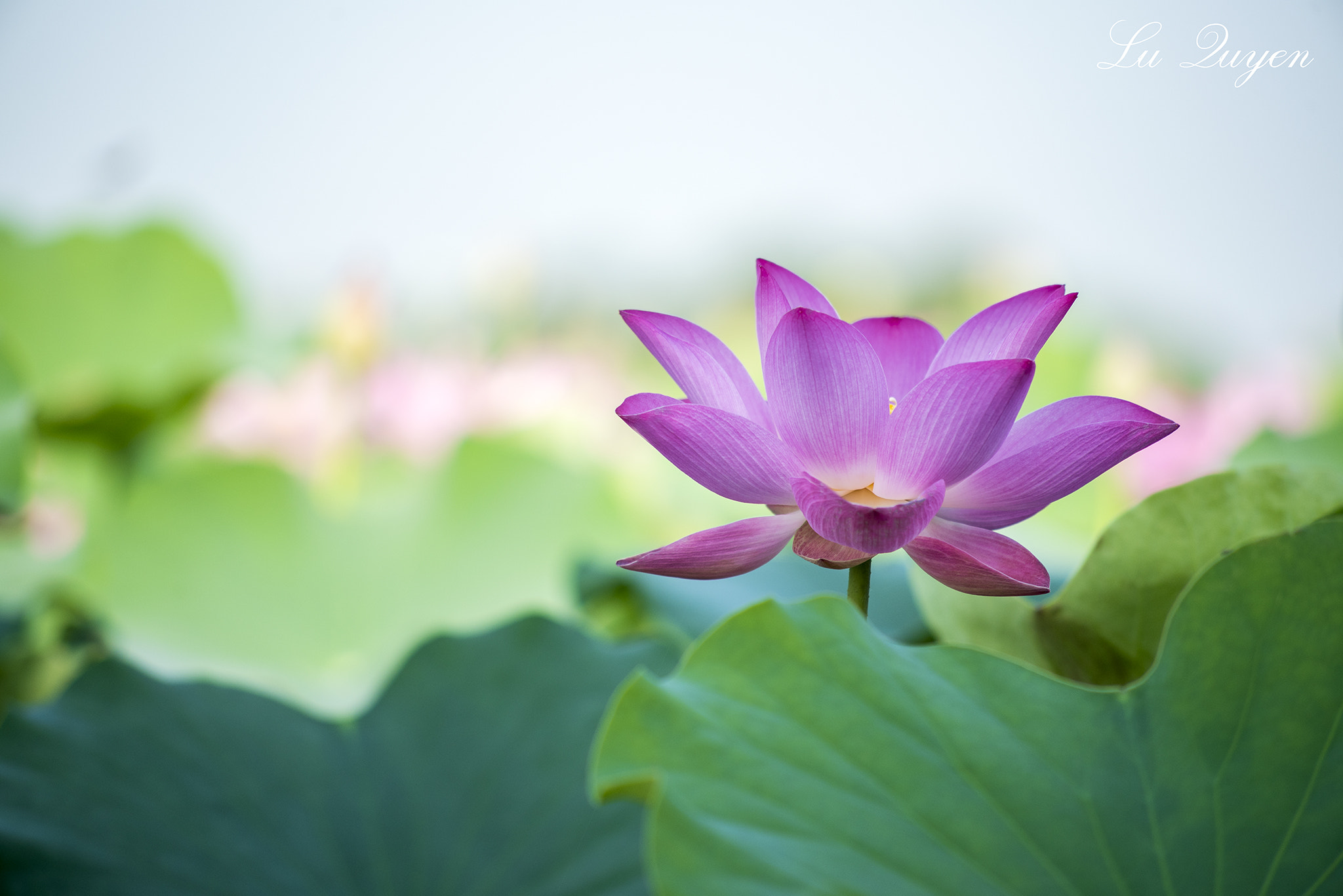 Nikon D750 + AF Nikkor 70-210mm f/4-5.6 sample photo. Lotus is a beautiful flower photography