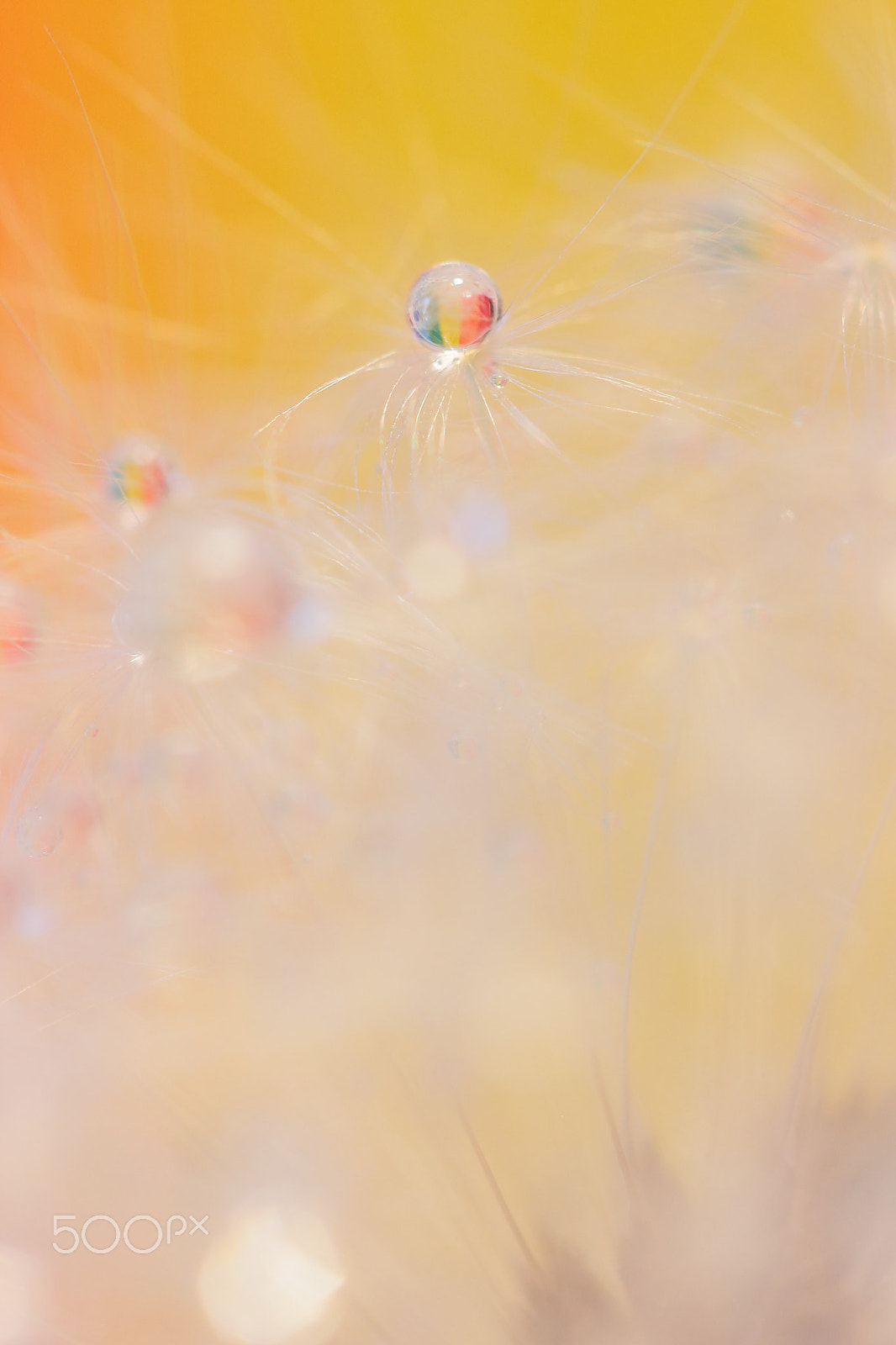 Canon EF 100mm F2.8 Macro USM sample photo. Fantasy ball photography