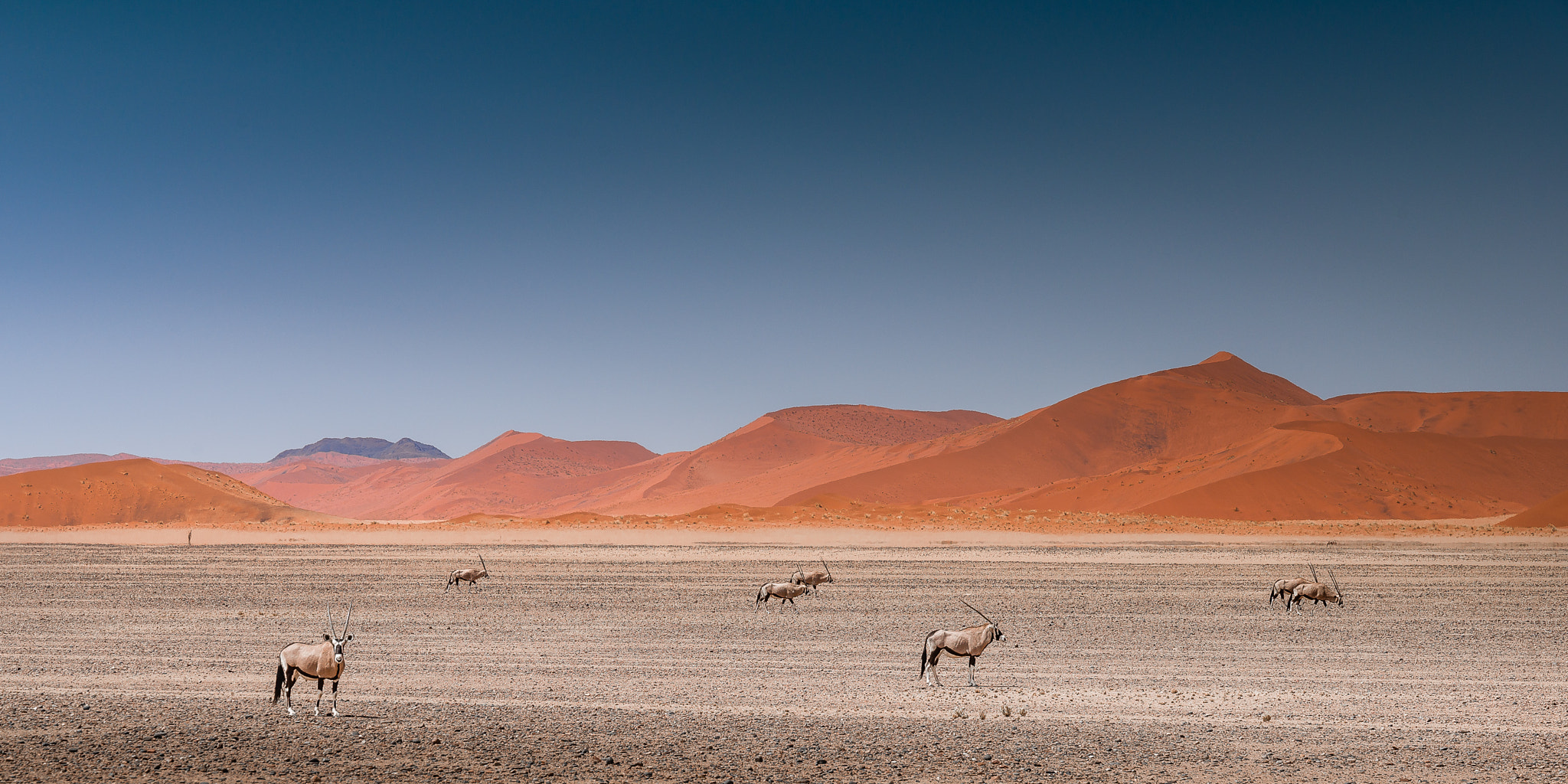 Nikon D600 + Sigma 24-105mm F4 DG OS HSM Art sample photo. Oryx photography