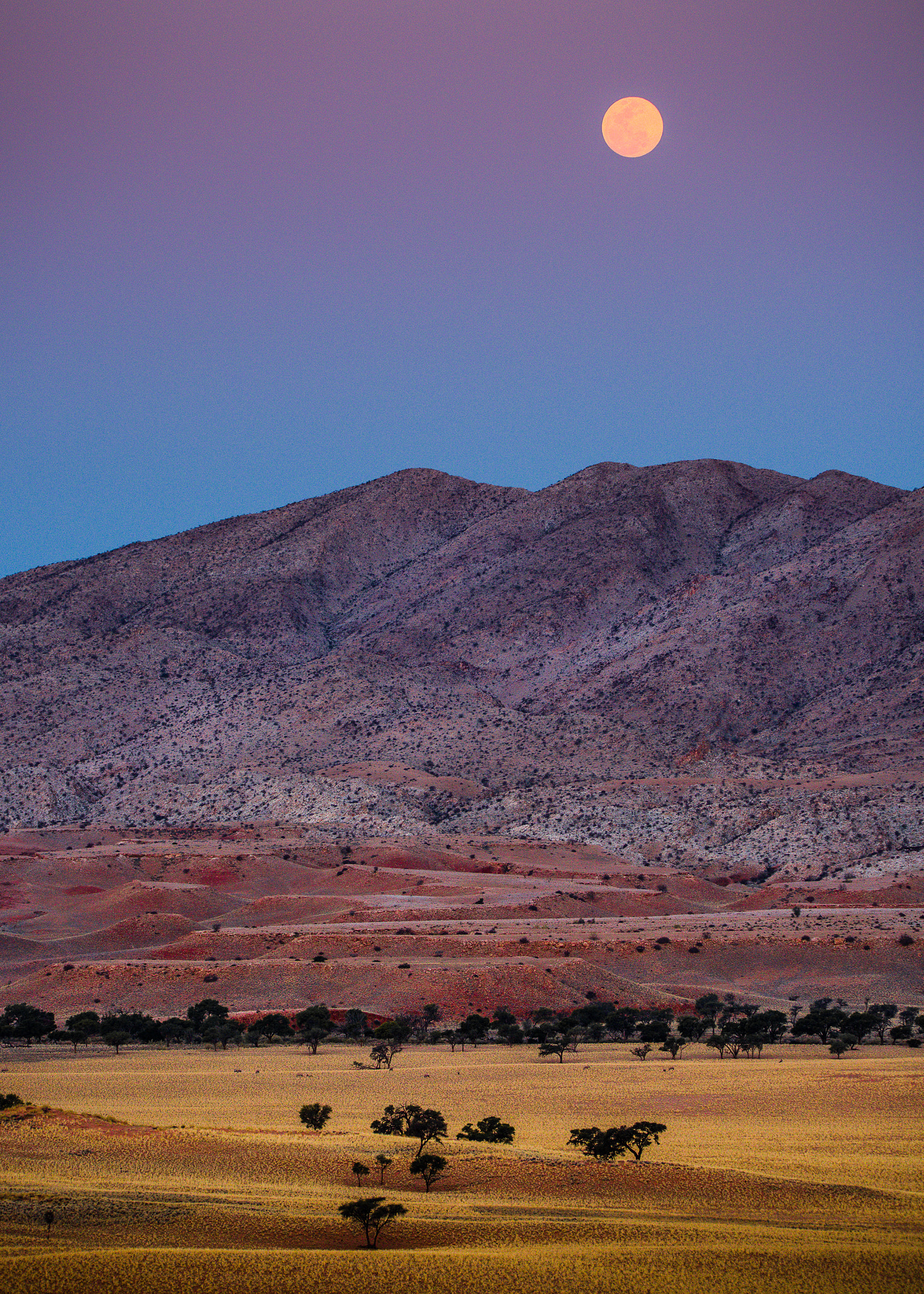 Nikon D600 sample photo. Coloured desert photography