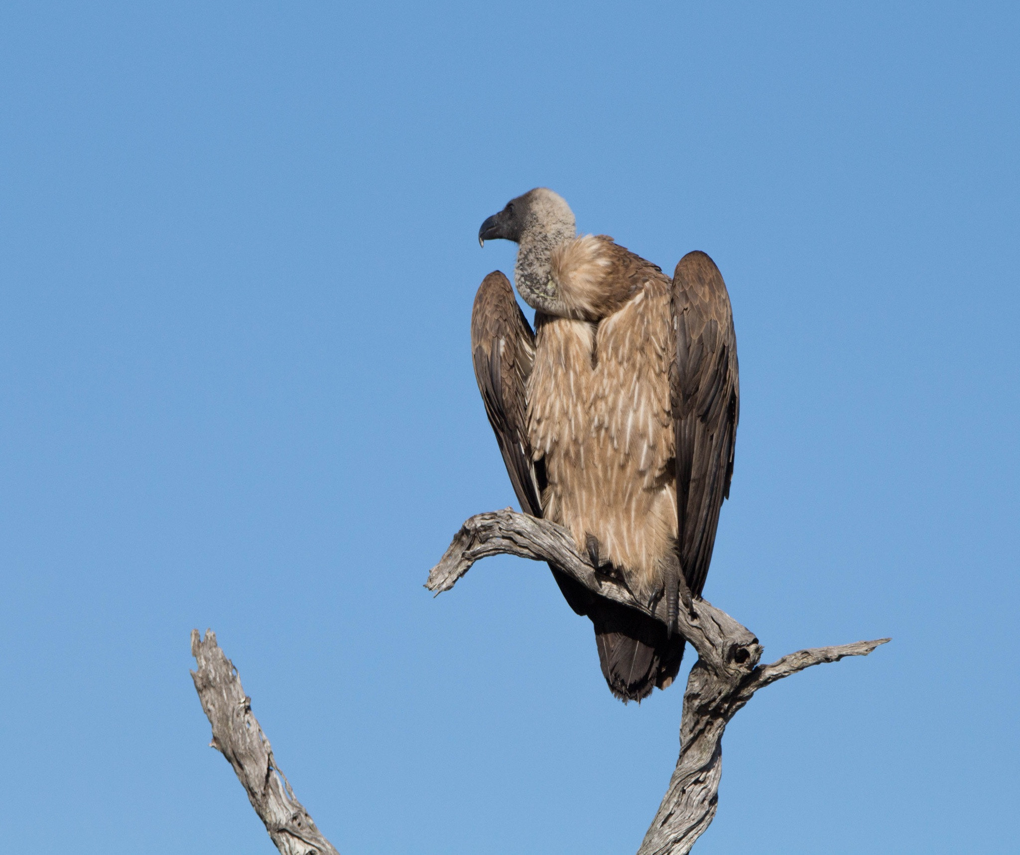 Tamron SP 150-600mm F5-6.3 Di VC USD sample photo. Vulture photography