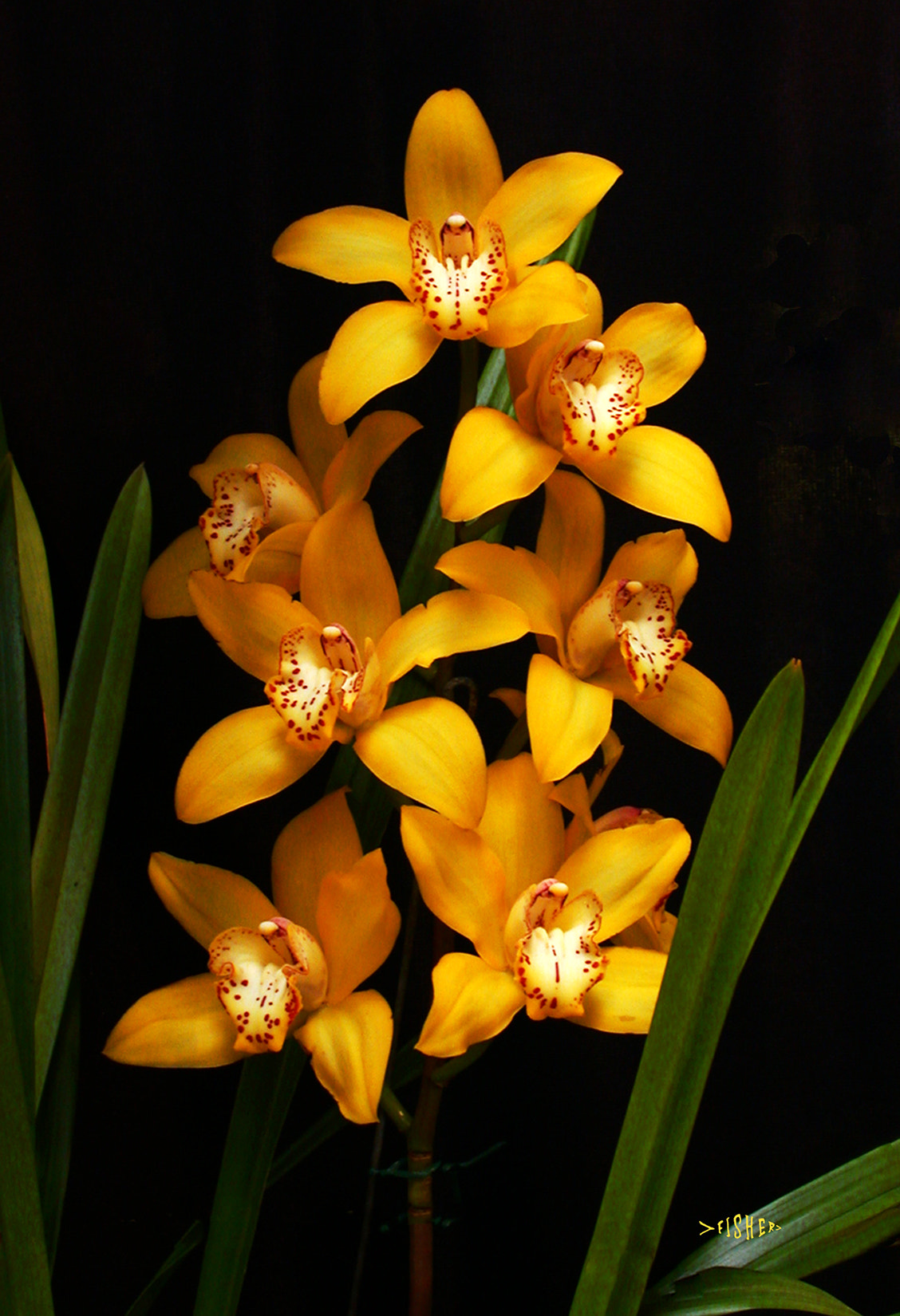 Nikon E995 sample photo. Cym golden elf 'jerry' photography