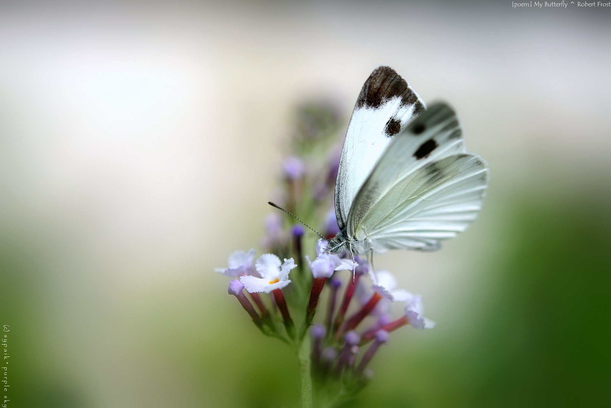 Nikon AF-S Micro-Nikkor 60mm F2.8G ED sample photo. My butterfly iv photography