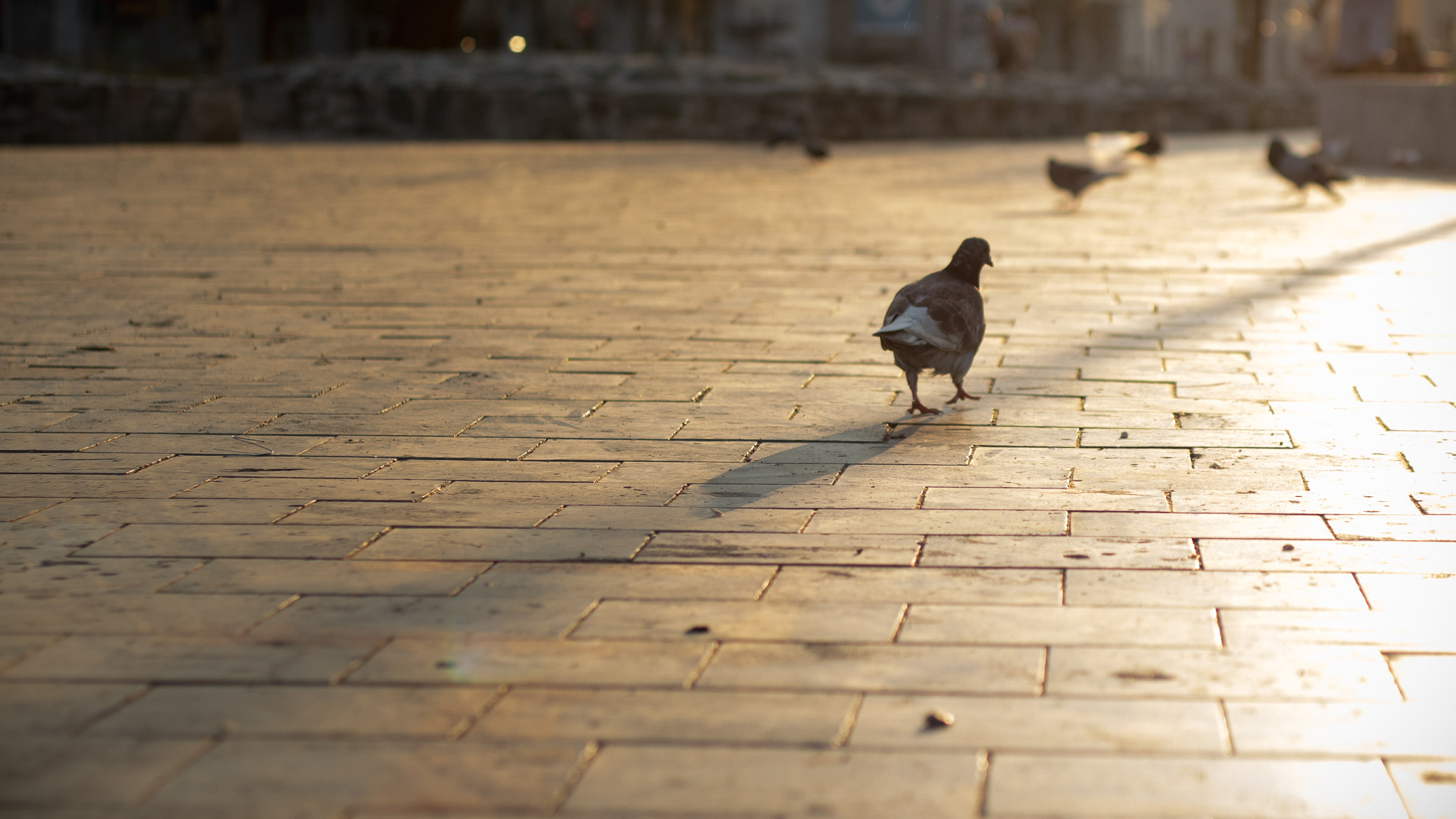Canon EF 50mm F2.5 Macro sample photo. Birdie photography