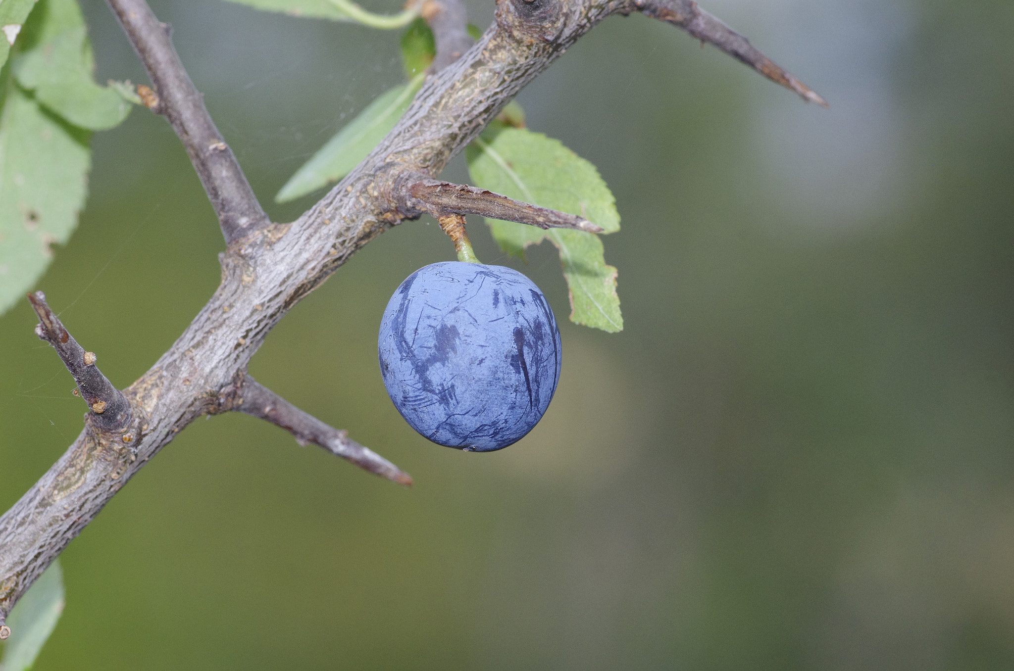 Pentax smc D-FA 100mm F2.8 Macro WR sample photo. A fruit of the wild blackthorn tree photography