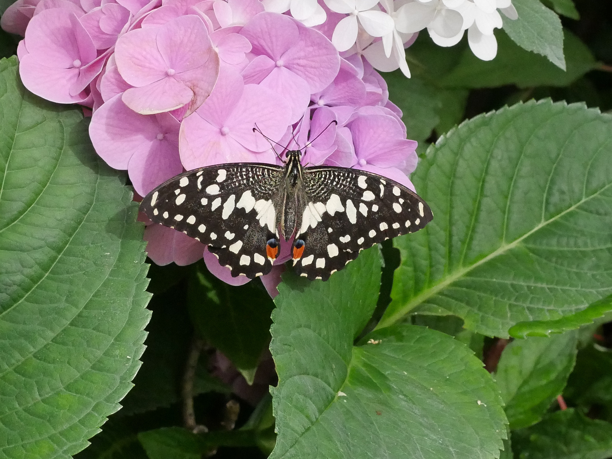 Panasonic Lumix G Macro 30mm F2.8 ASPH Mega OIS sample photo. Un autre papillon photography