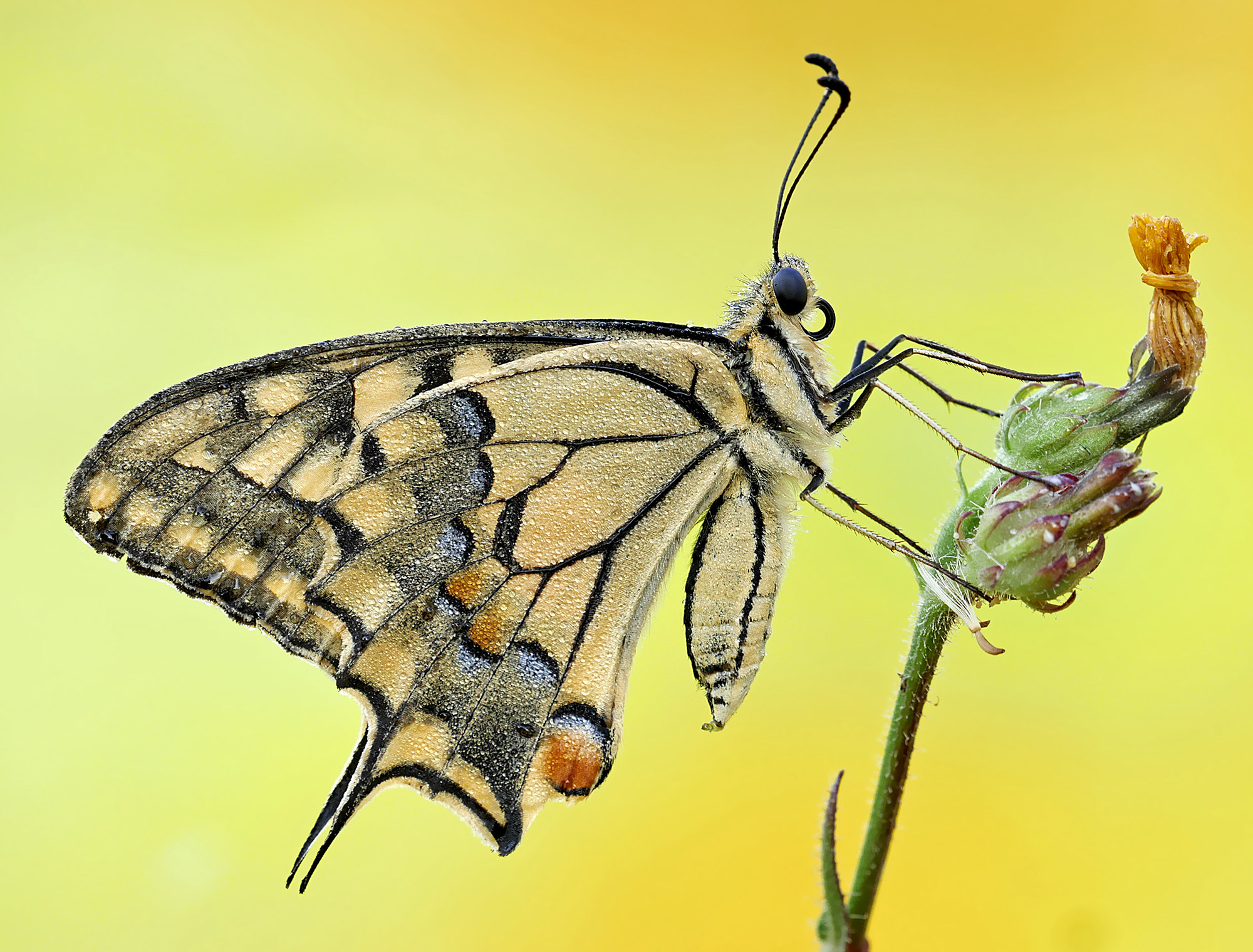 LEICA DG 100-400/F4.0-6.3 sample photo. Machaon... photography