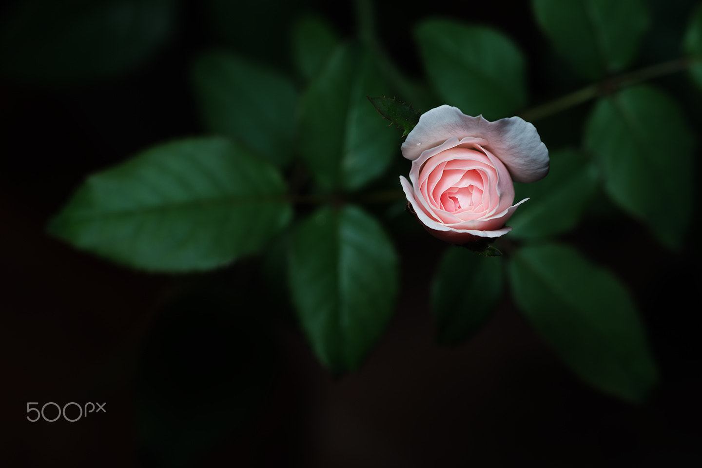 Sony a99 II + Sony 100mm F2.8 Macro sample photo. A rose bud photography