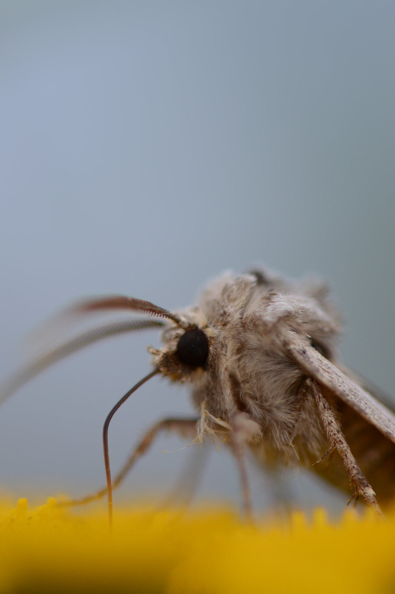 Nikon AF-S Micro-Nikkor 105mm F2.8G IF-ED VR sample photo. What's up !!! photography