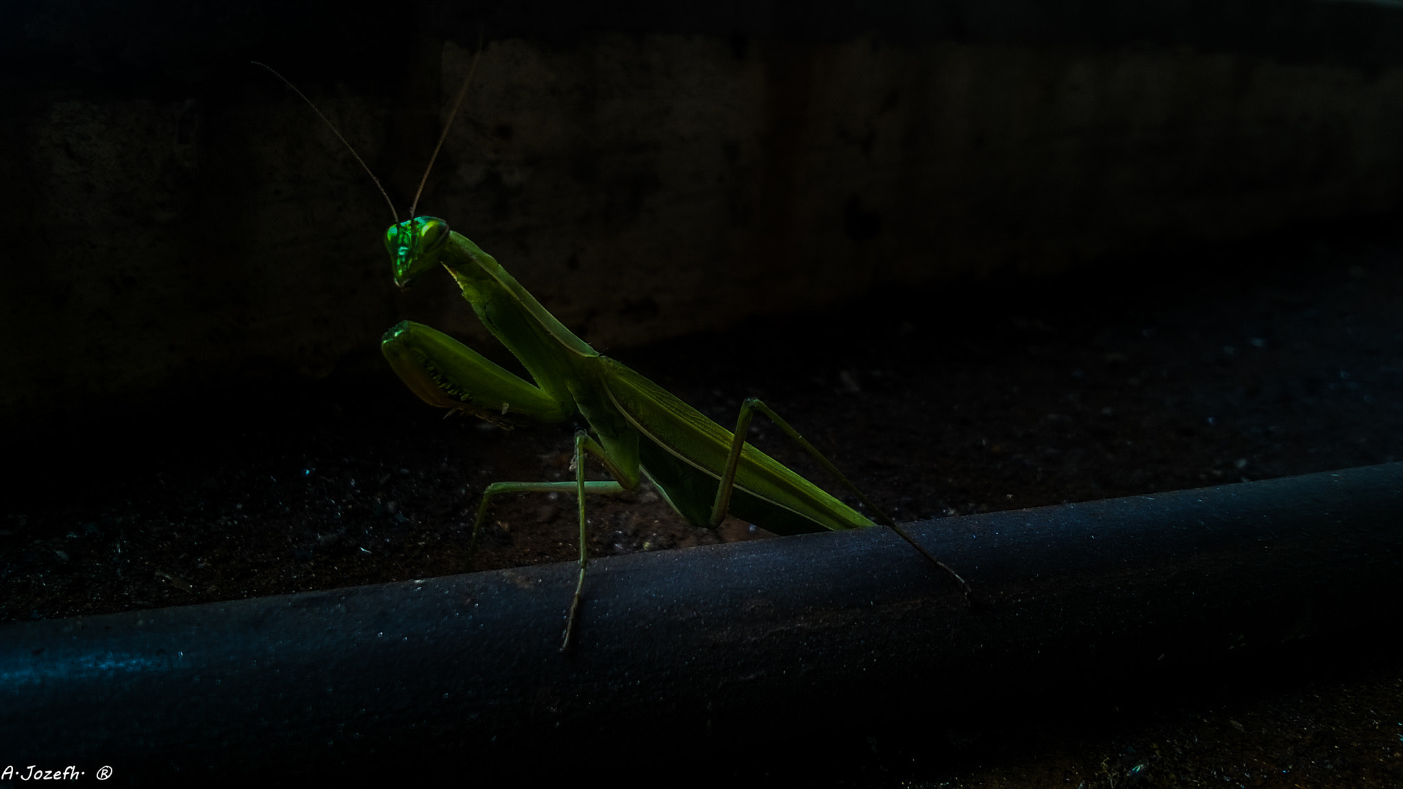 Nokia Lumia 735 sample photo. Locust photography