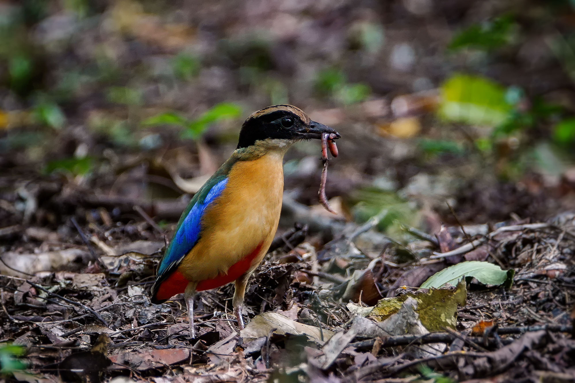 Sony ILCA-77M2 + Sony 70-400mm F4-5.6 G SSM II sample photo. Blue-winged pitta photography