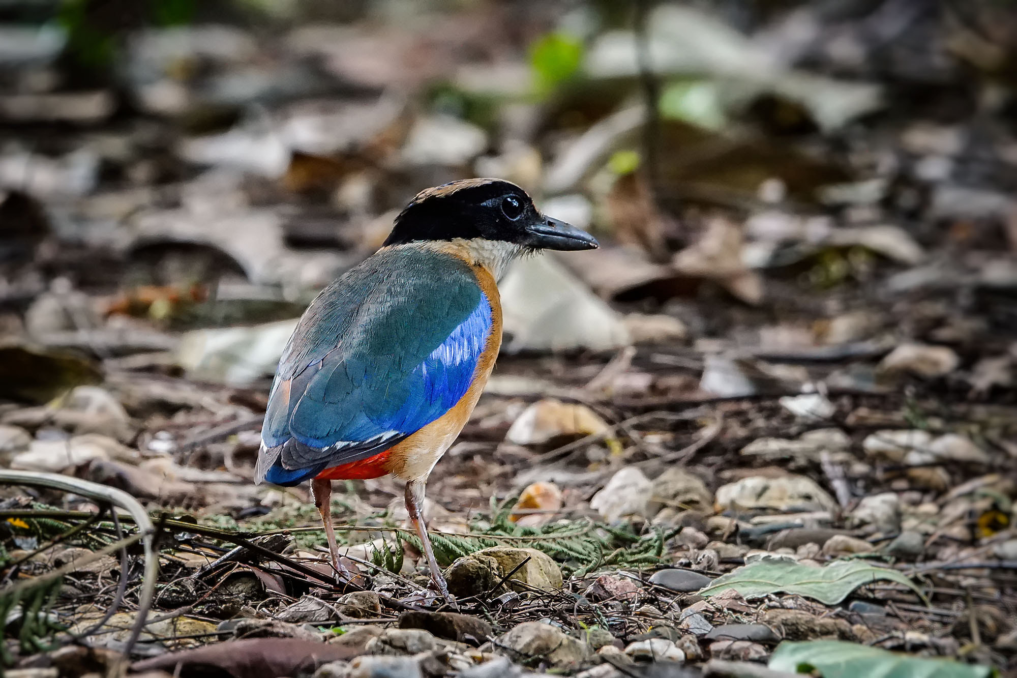 Sony ILCA-77M2 + Sony 70-400mm F4-5.6 G SSM II sample photo. Blue-winged pitta photography