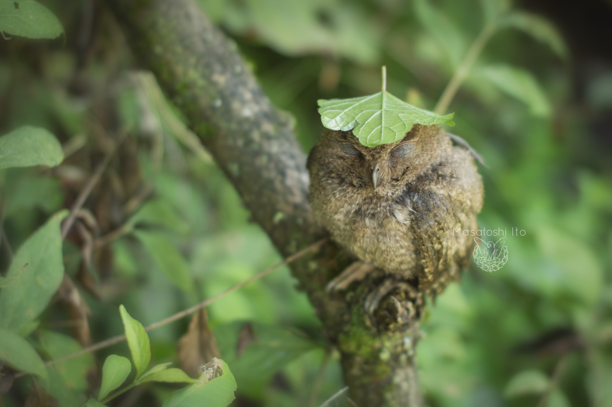 Nikon D3200 + Sigma 50mm F1.4 EX DG HSM sample photo. Umbrella of scops owl photography