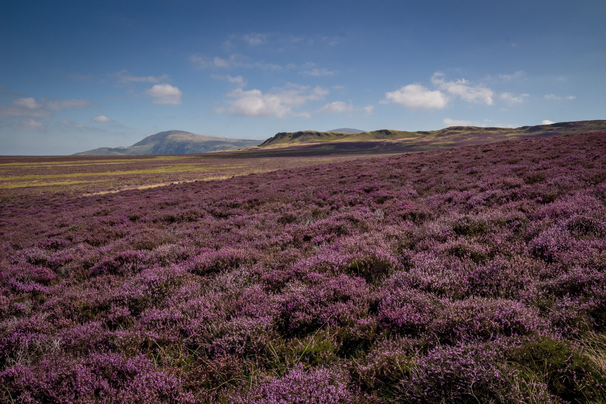 Canon EOS 100D (EOS Rebel SL1 / EOS Kiss X7) sample photo. Purple heather above walla crag, lake district photography
