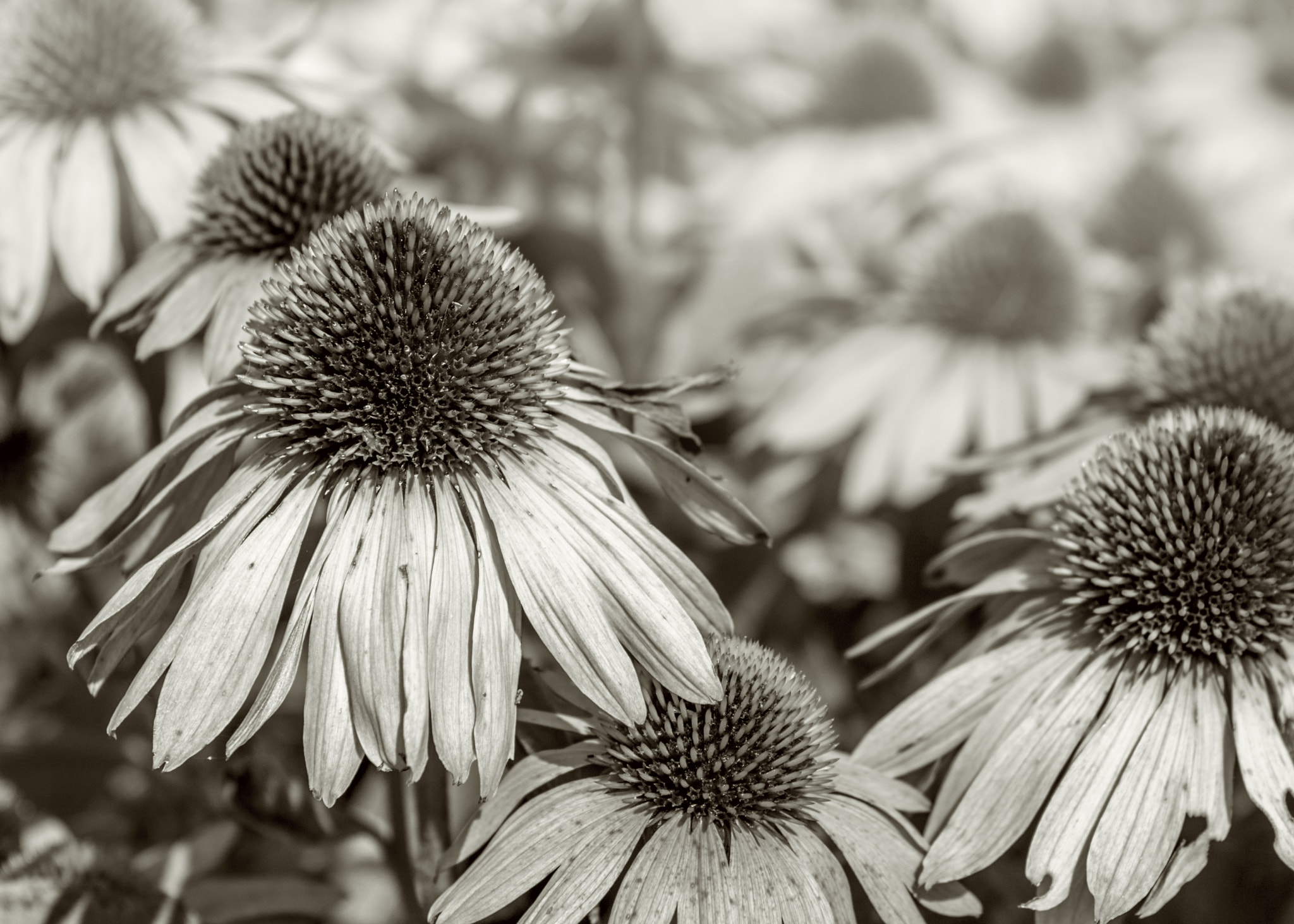 Canon EOS 5DS + Canon EF 24-70mm F2.8L USM sample photo. Flower photography