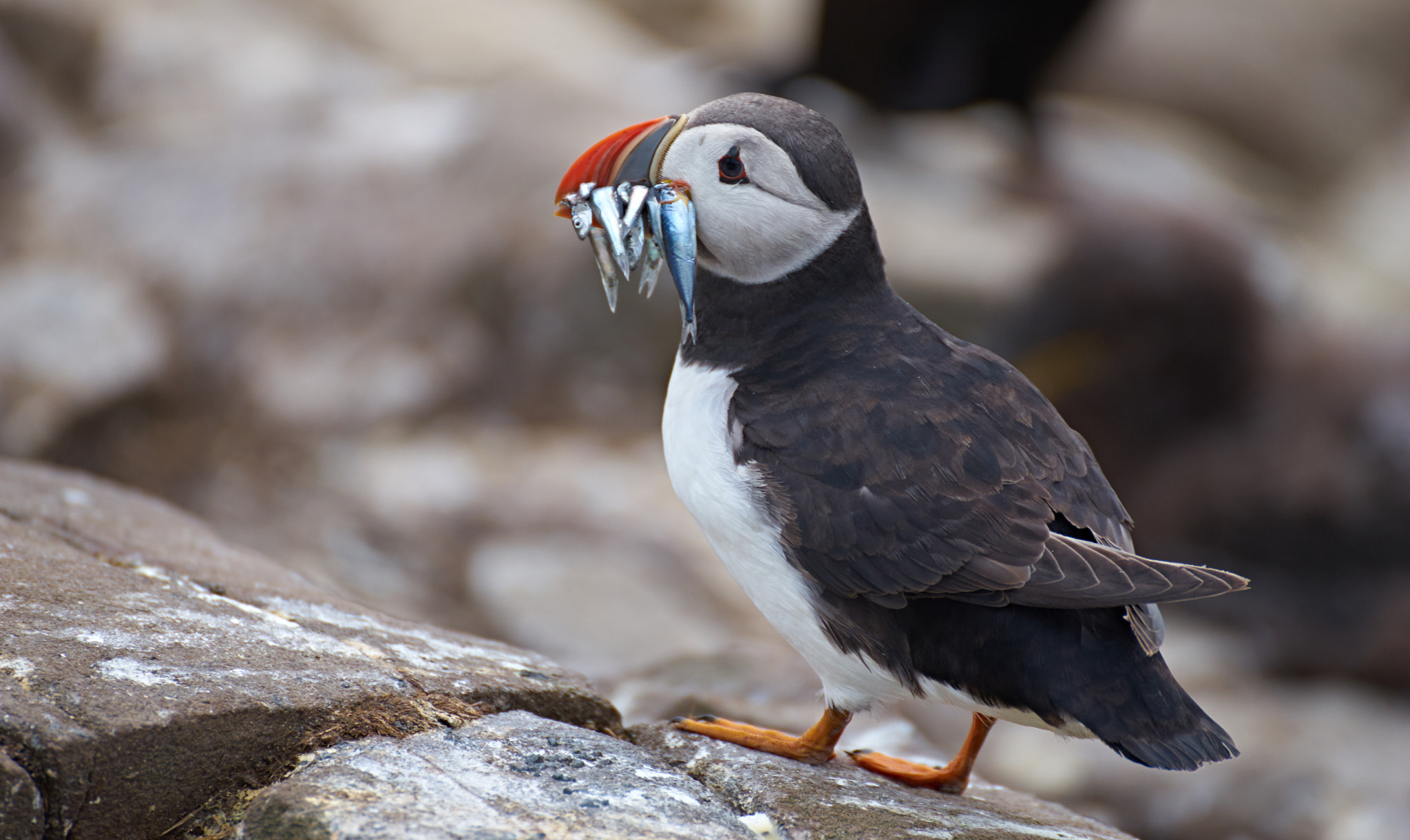 Sony a7 + Tamron SP 70-300mm F4-5.6 Di USD sample photo. Hunter puffin photography