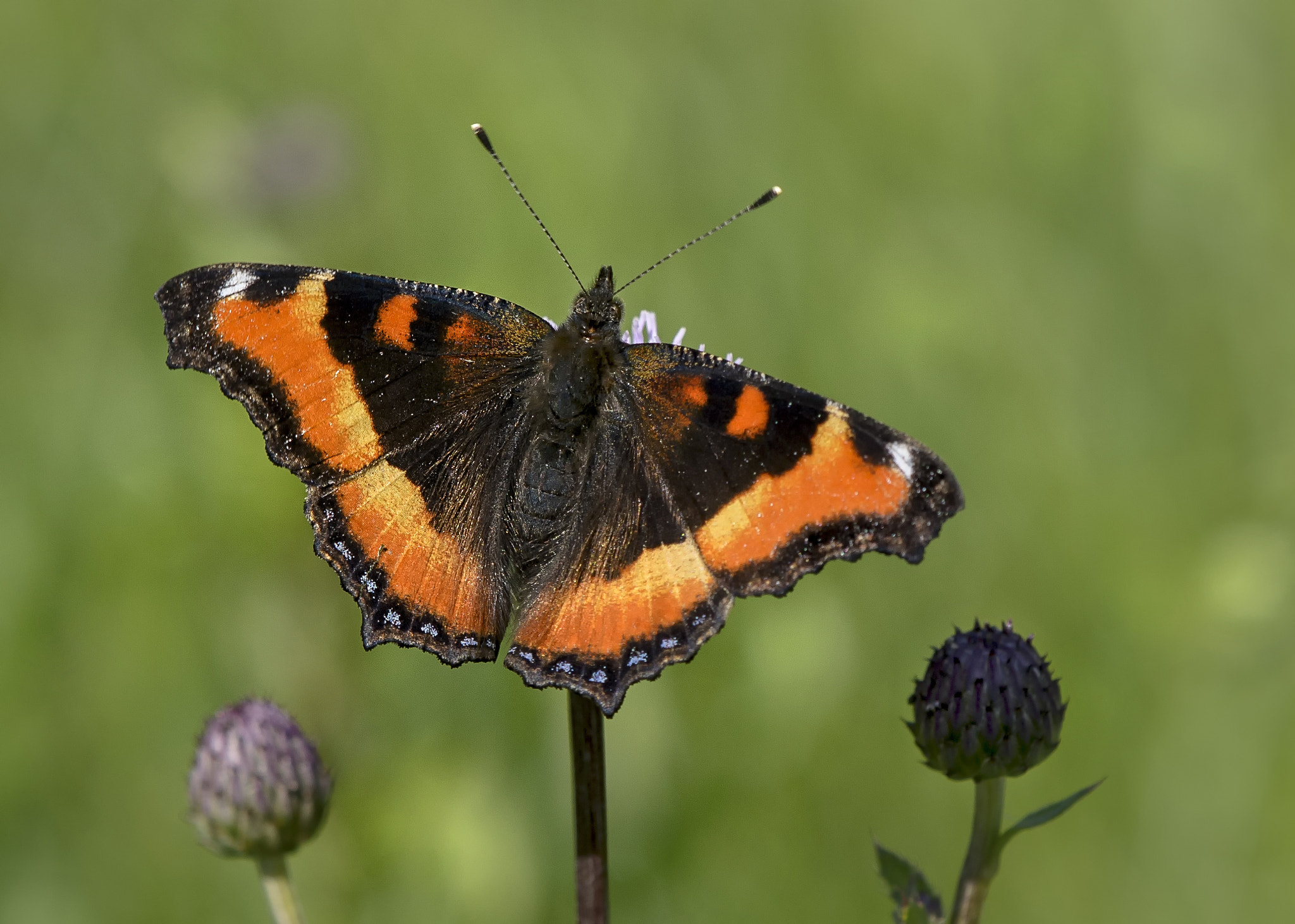 Nikon AF-S DX Micro-Nikkor 85mm F3.5G ED VR sample photo. Fire-rim tortoise shell butterfly photography