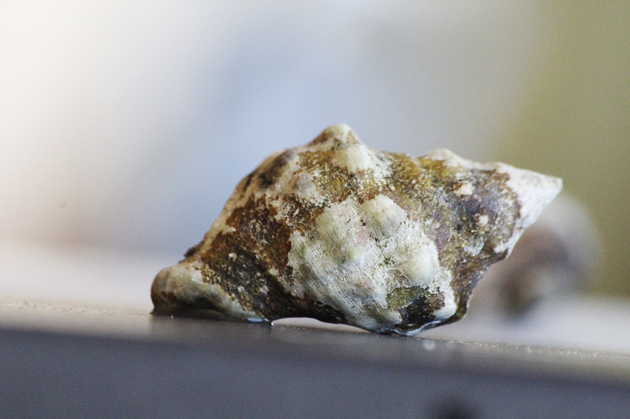 Sigma 70-300mm F4-5.6 APO DG Macro sample photo. Shell photography