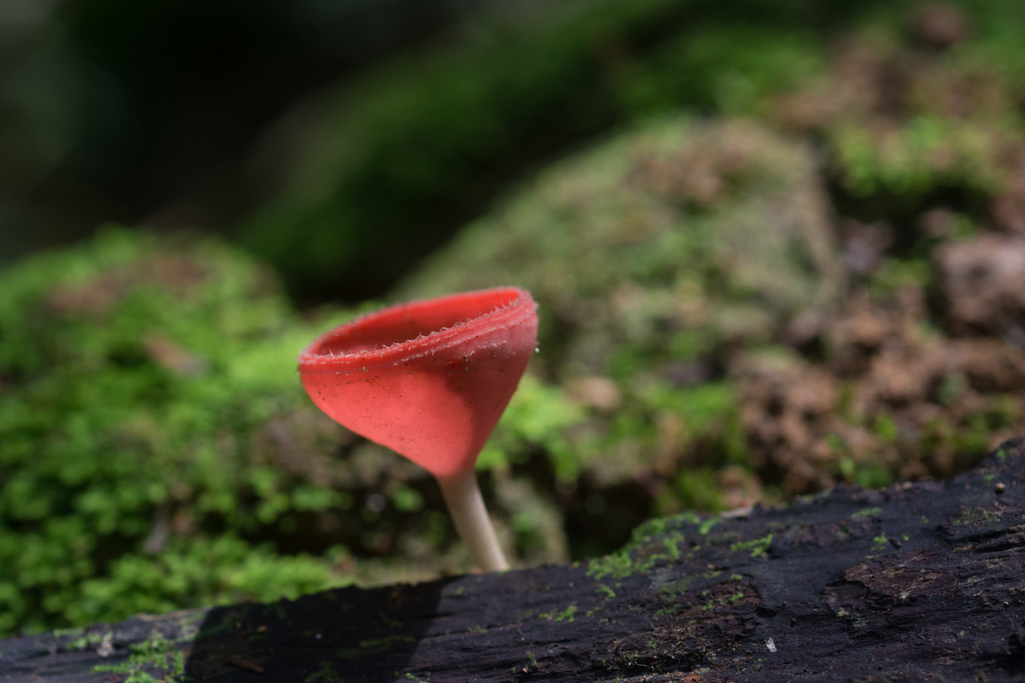 Nikon AF Micro-Nikkor 60mm F2.8D sample photo. Fungi cup photography