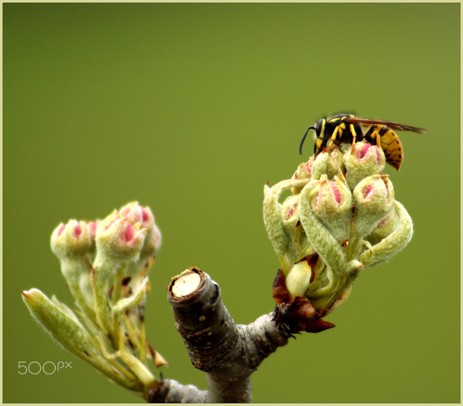 Canon EF 55-200mm F4.5-5.6 II USM sample photo. Lunch photography