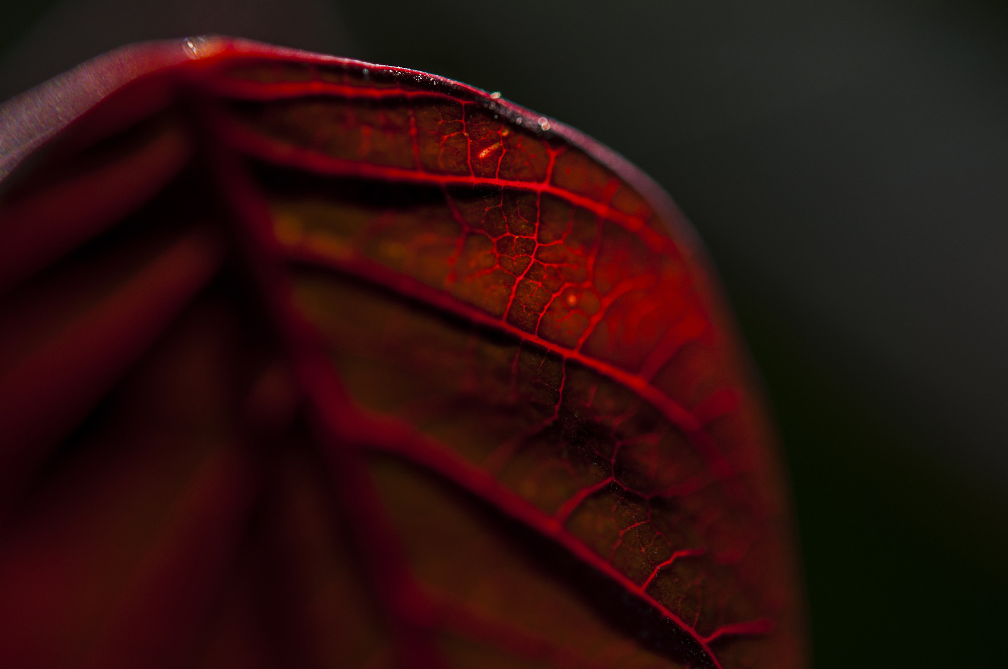 Nikon AF-S Micro-Nikkor 60mm F2.8G ED sample photo. Venas photography