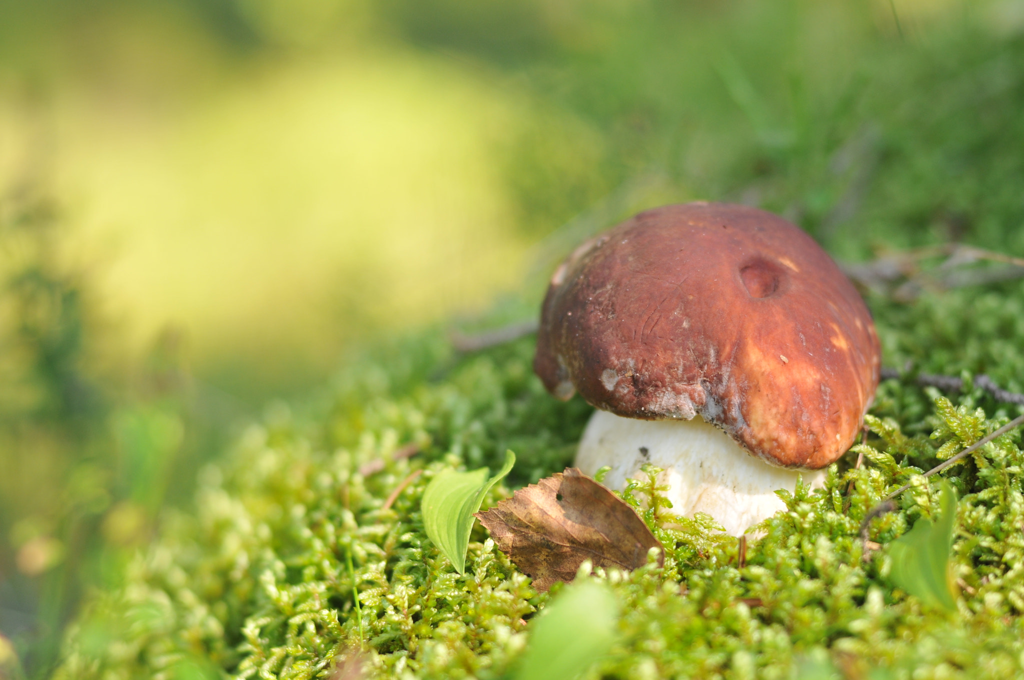 Nikon D300S + Nikon AF Nikkor 50mm F1.4D sample photo. Mushroom photography