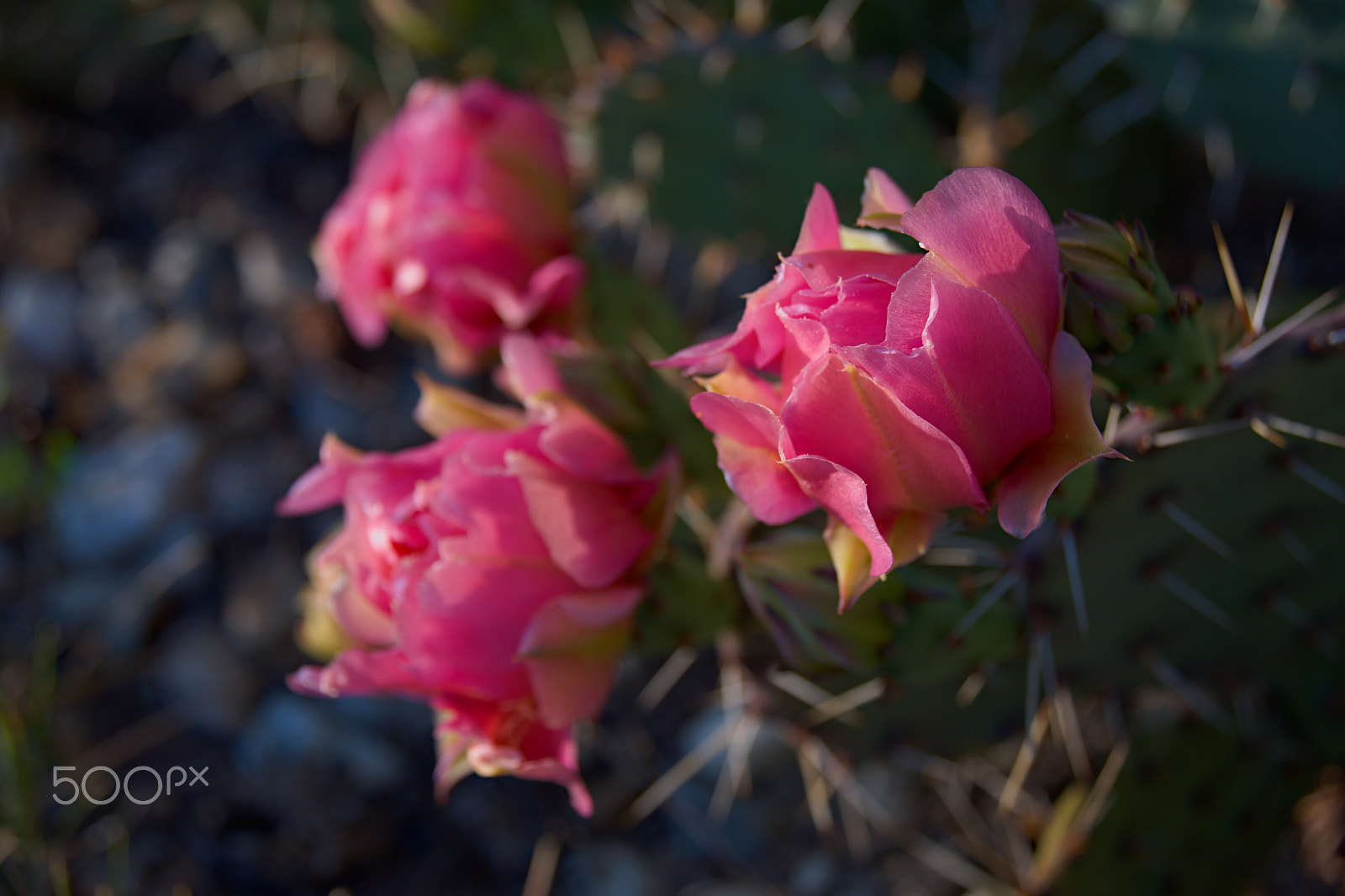 18.00 - 200.00 mm f/3.5 - 6.3 sample photo. Cactus photography