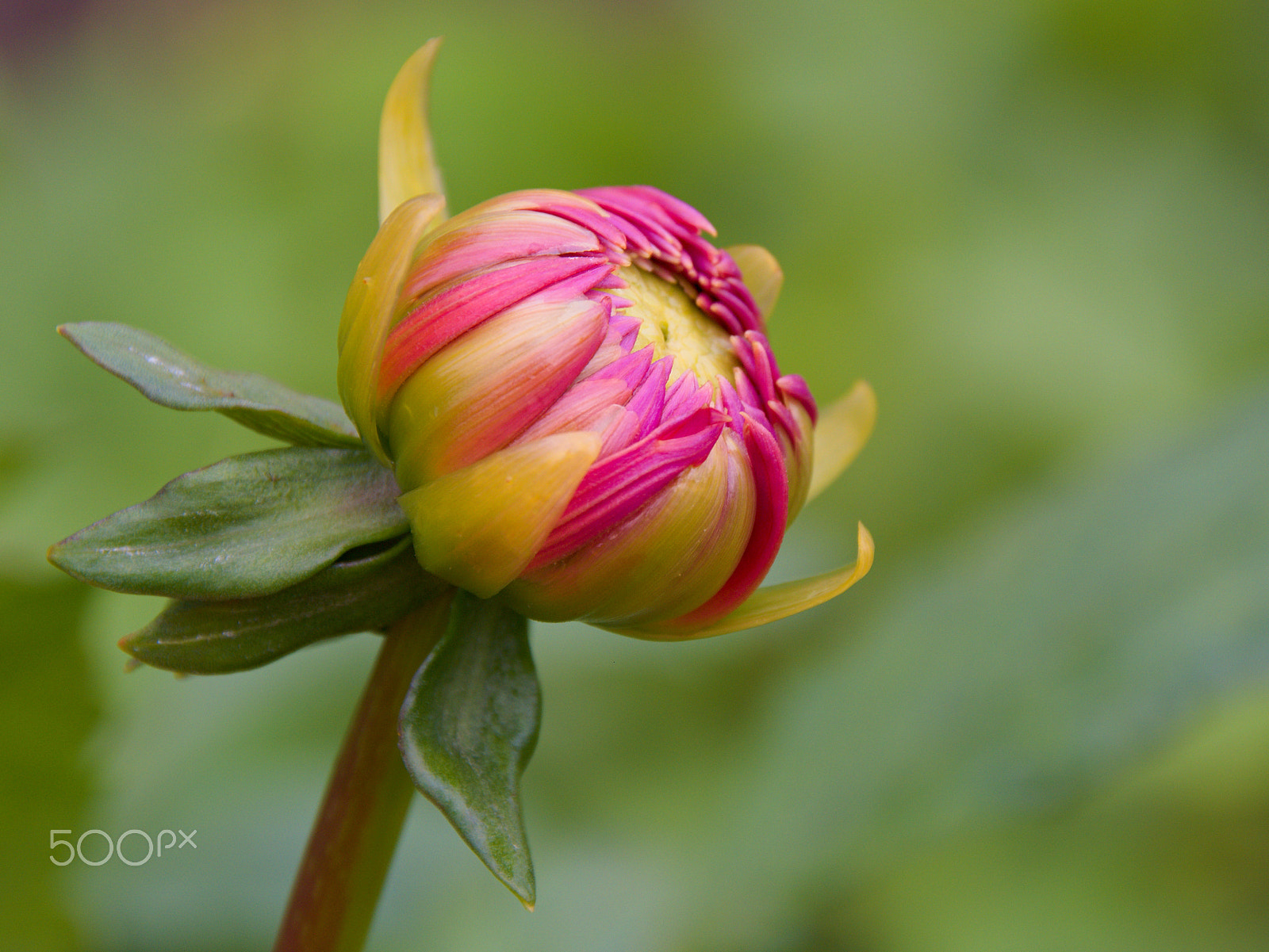 18.00 - 200.00 mm f/3.5 - 6.3 sample photo. Jirina photography