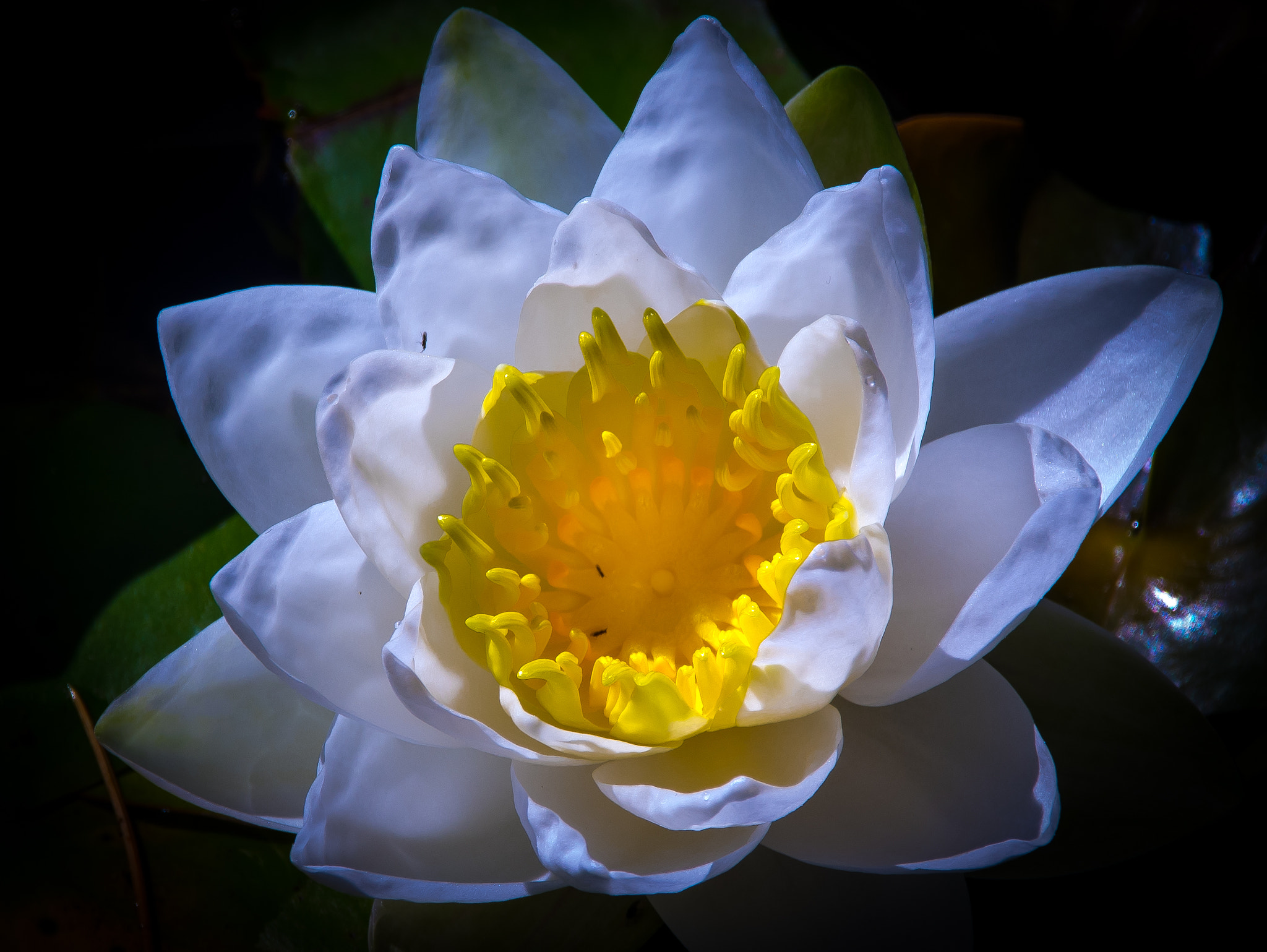 Sigma 18-250mm F3.5-6.3 DC Macro OS HSM sample photo. Lily photography