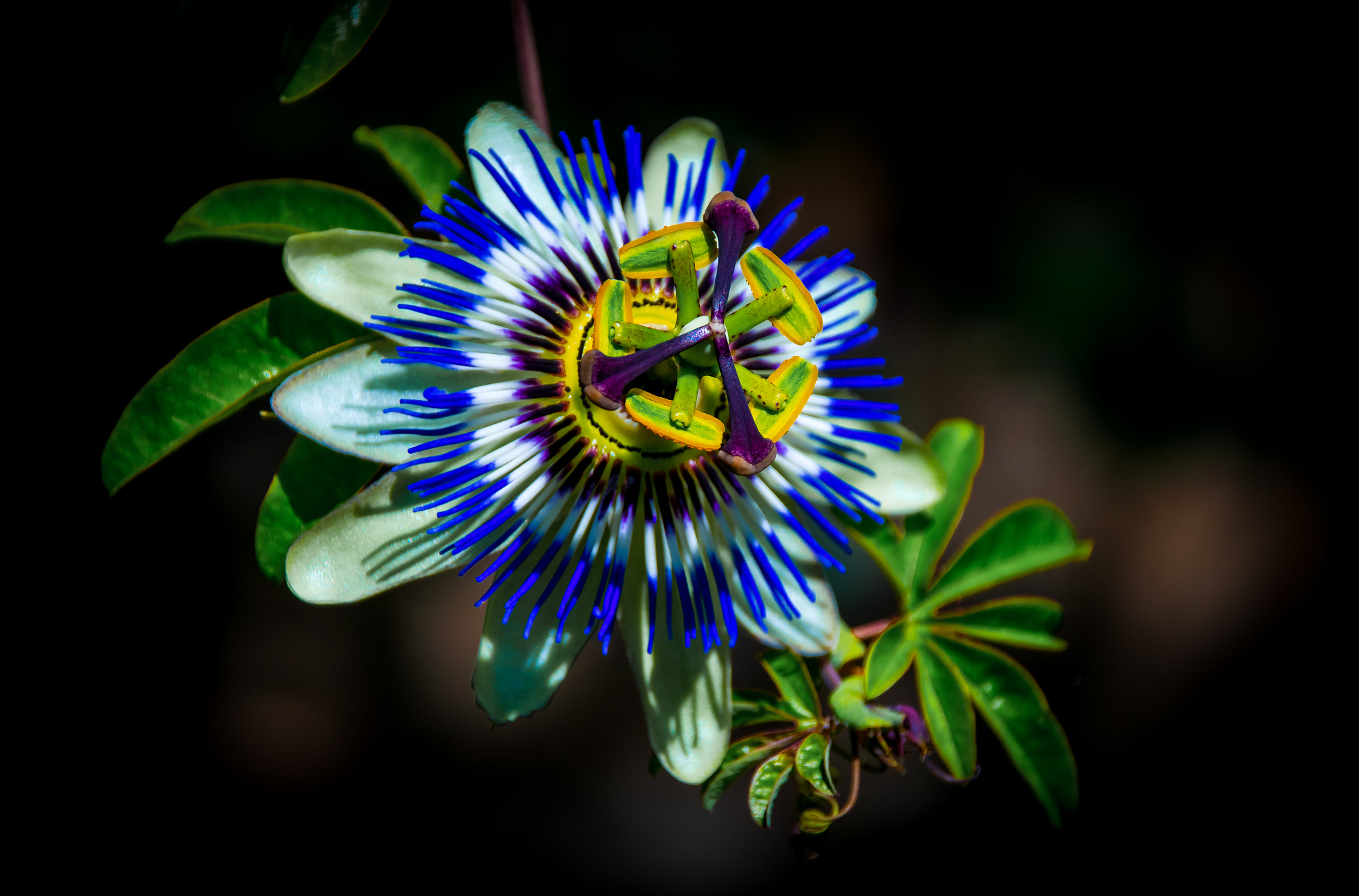 Pentax K-3 sample photo. Passion flower photography