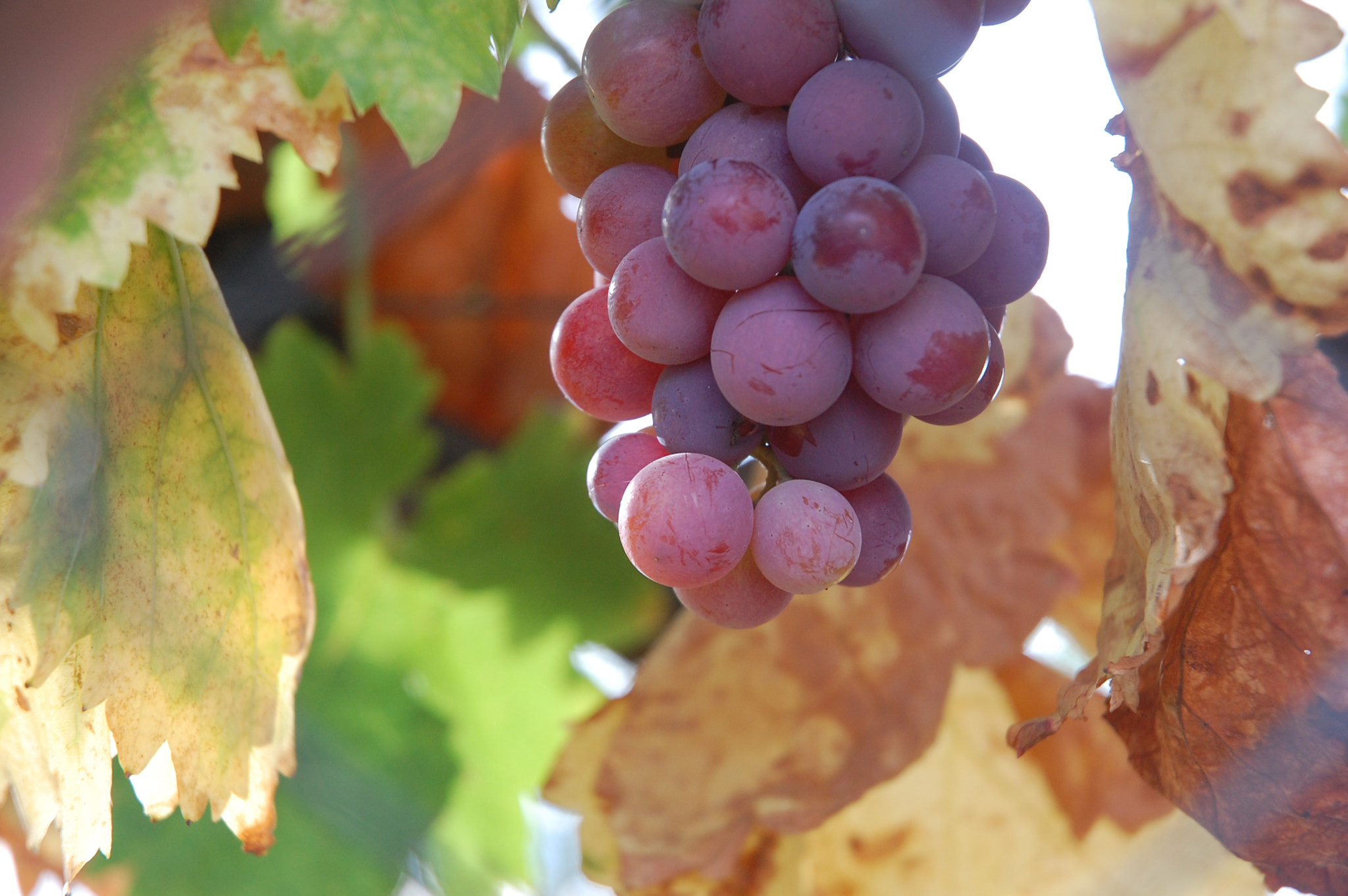 Nikon D40 sample photo. Hidden grapes photography