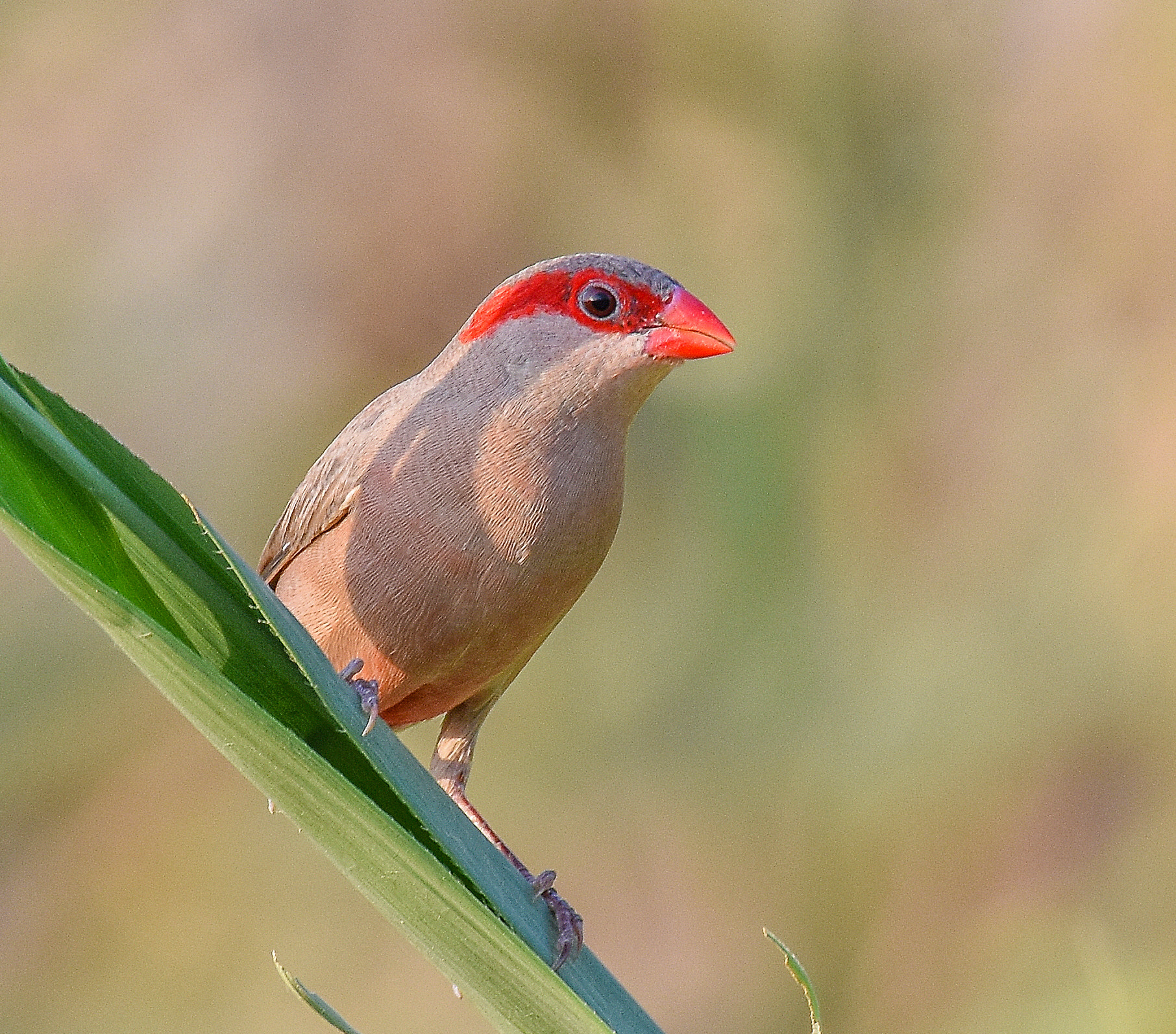 Sigma 150-600mm F5-6.3 DG OS HSM | S sample photo. Arabian waxbill  photography