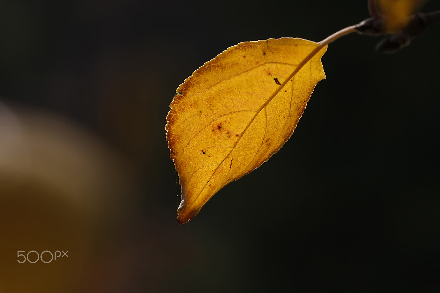 Sigma APO Macro 150mm f/2.8 EX DG HSM sample photo. A message from autumn photography