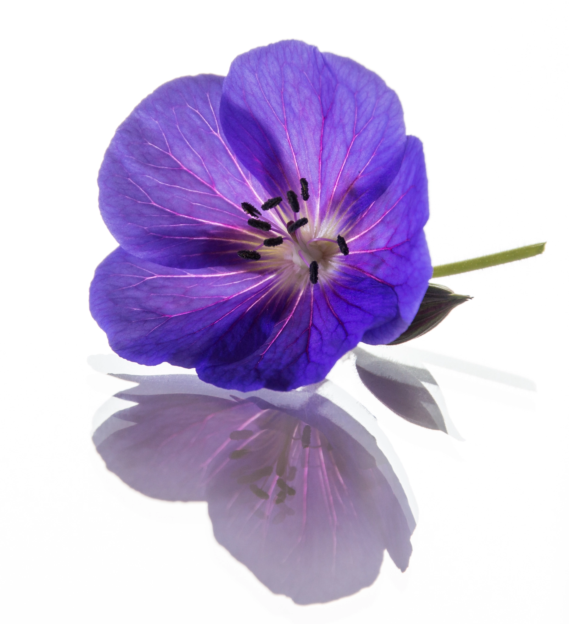 Canon EOS 100D (EOS Rebel SL1 / EOS Kiss X7) sample photo. Single purple flower photography