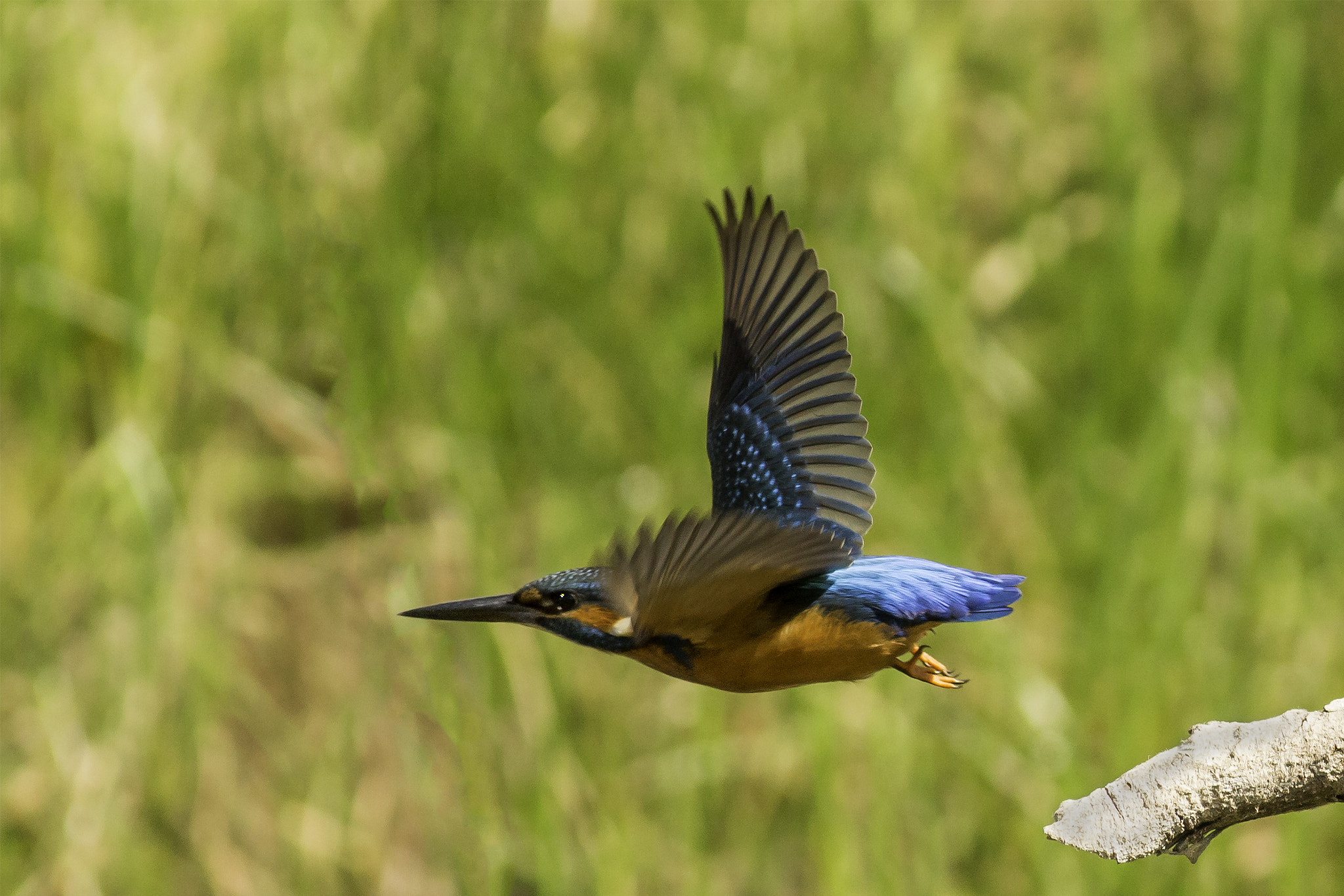 Canon EOS 100D (EOS Rebel SL1 / EOS Kiss X7) + Canon EF 400mm F5.6L USM sample photo. Kingfisher taking off from perch photography