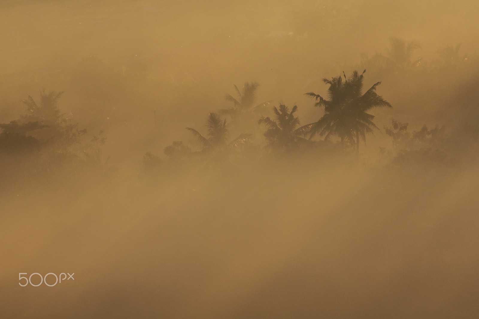 Canon EF 100-300mm F4.5-5.6 USM sample photo. Fog photography