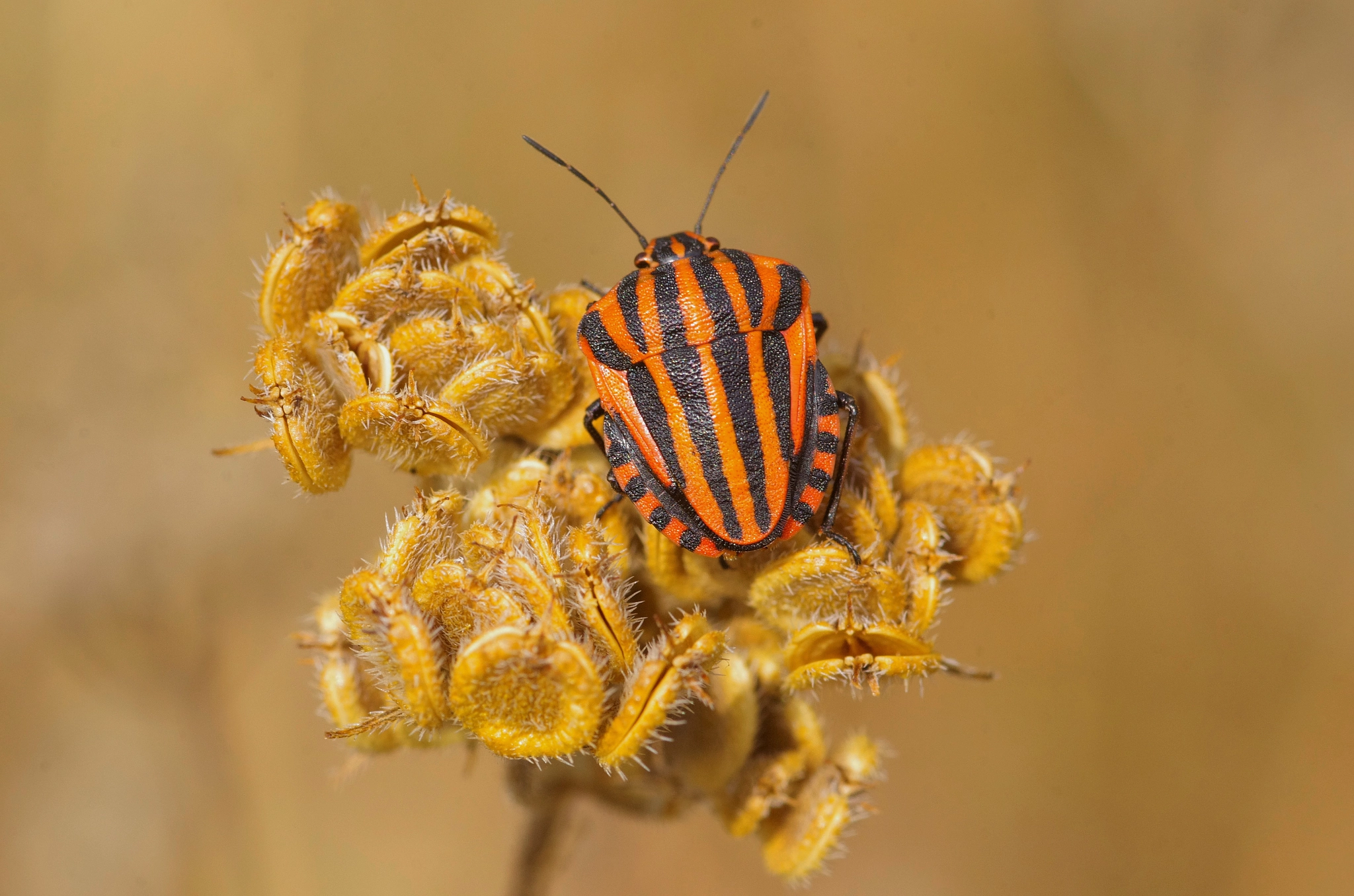 Pentax smc D-FA 100mm F2.8 Macro WR sample photo. Striped shield bug photography