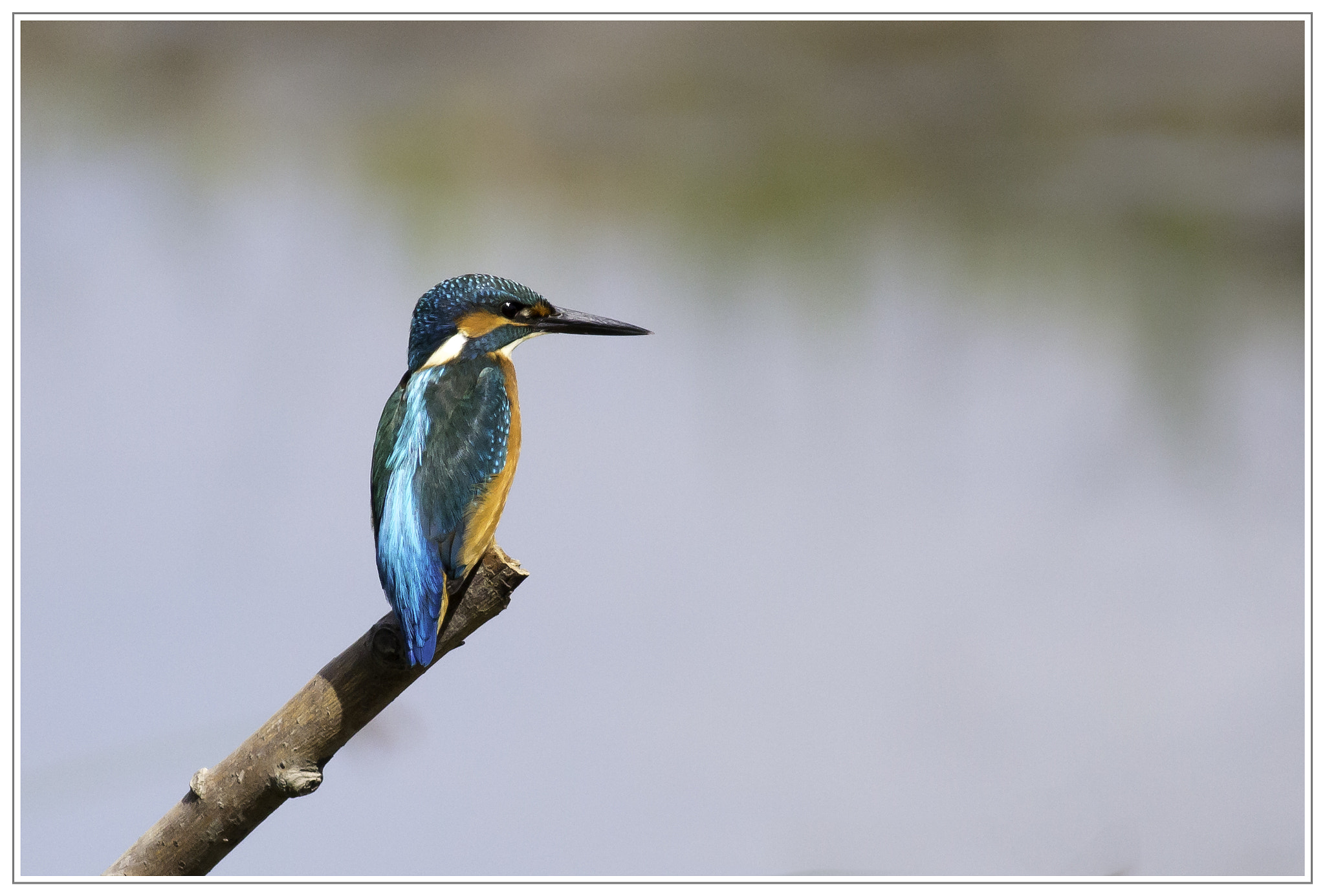 Canon EOS 100D (EOS Rebel SL1 / EOS Kiss X7) + Canon EF 400mm F5.6L USM sample photo. Kingfisher on perch observing his stream photography