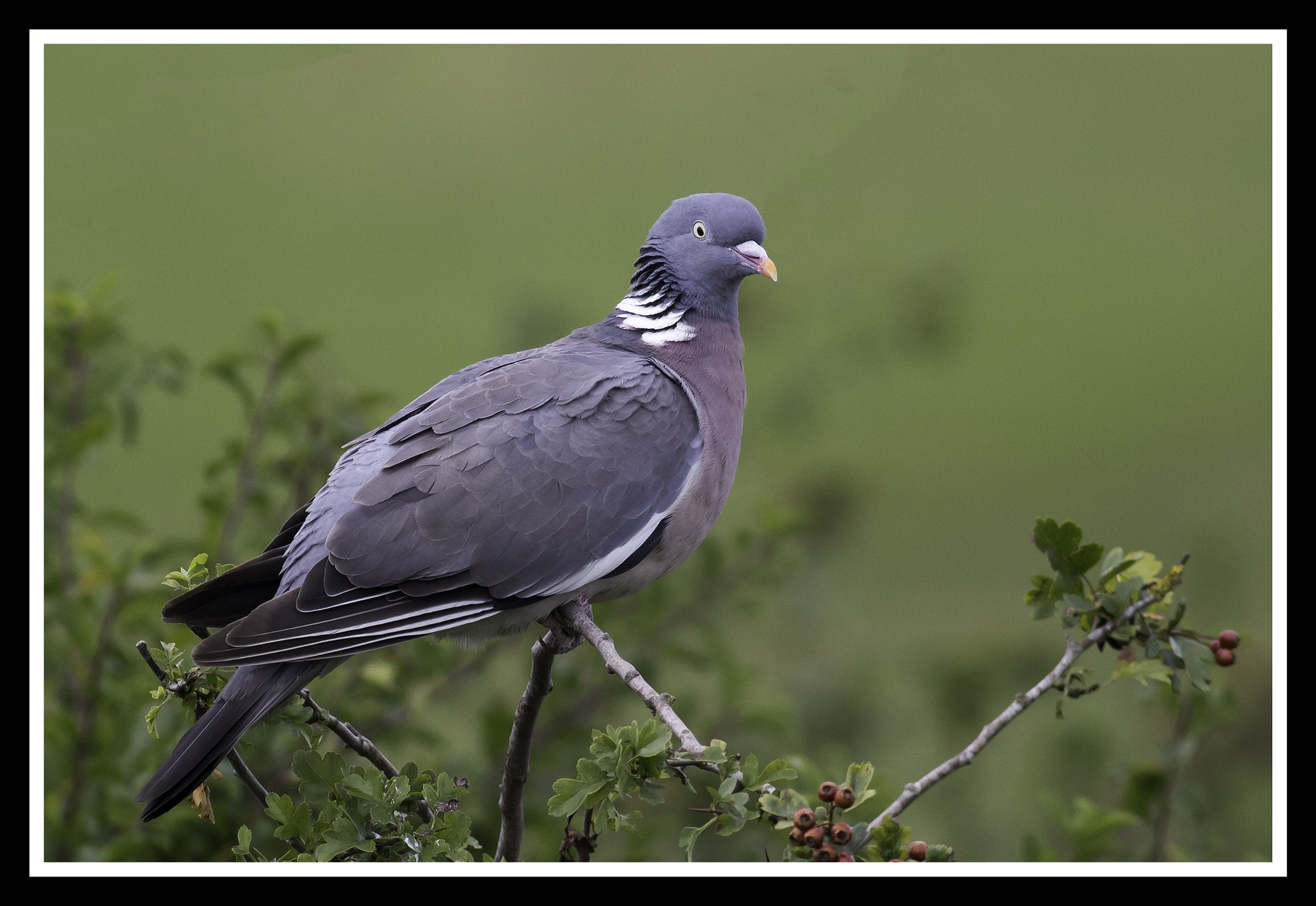 Canon EOS 100D (EOS Rebel SL1 / EOS Kiss X7) + Canon EF 400mm F5.6L USM sample photo. Pigeon photography