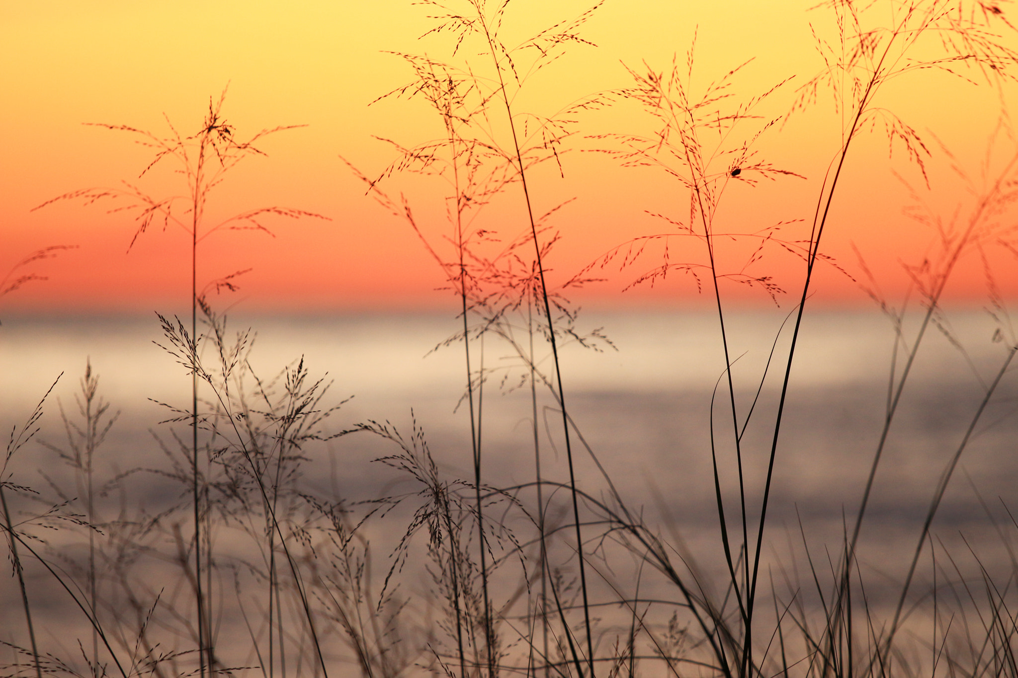 Canon EF 70-200mm F4L IS USM sample photo. Subtle moments -southampton, ontario photography