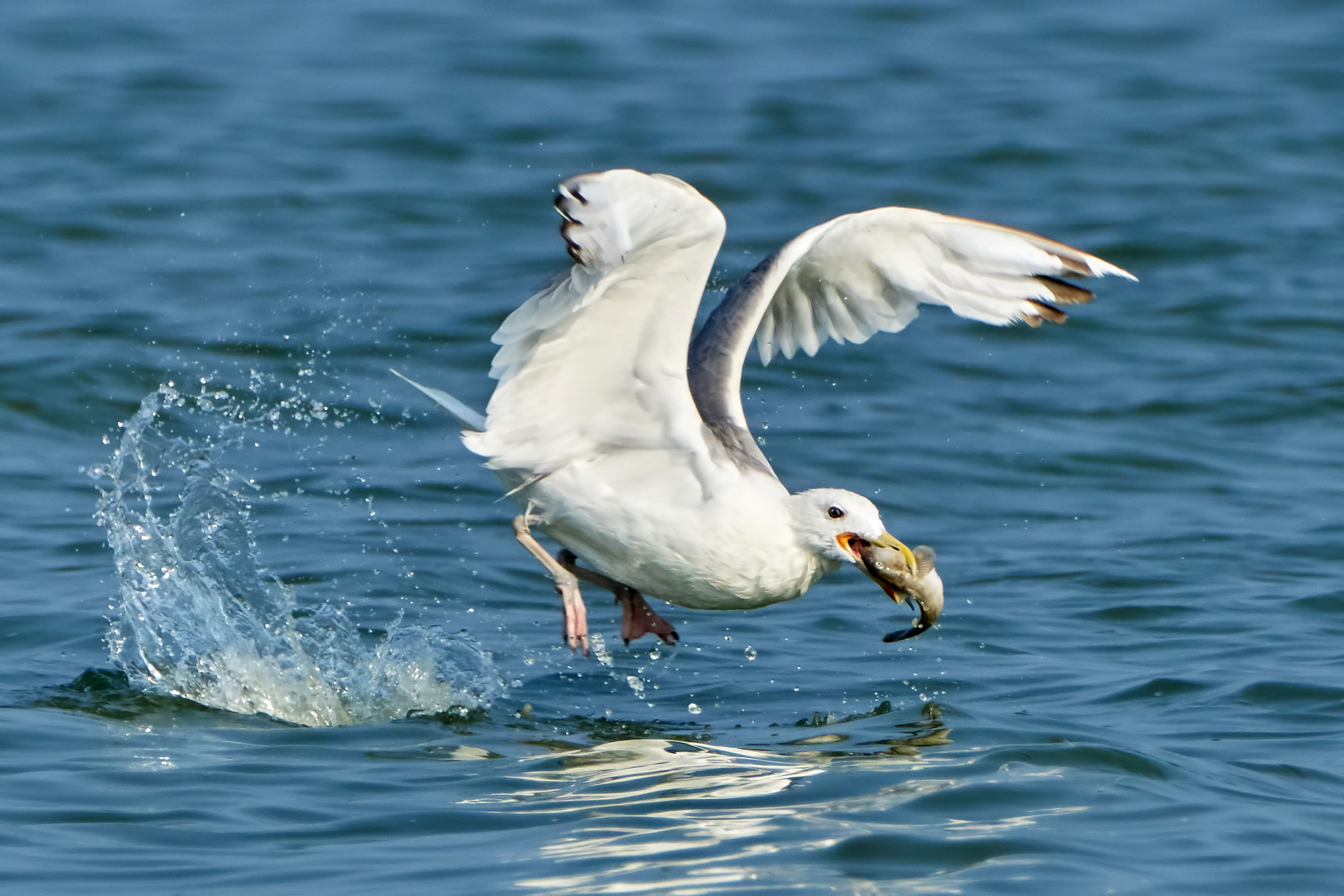 Sony ILCA-77M2 + Sony 70-400mm F4-5.6 G SSM II sample photo. White gull with fish in its beak photography