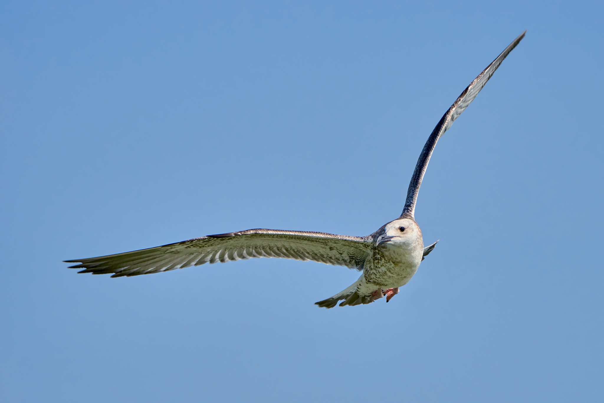 Sony ILCA-77M2 sample photo. Common gull in flight photography