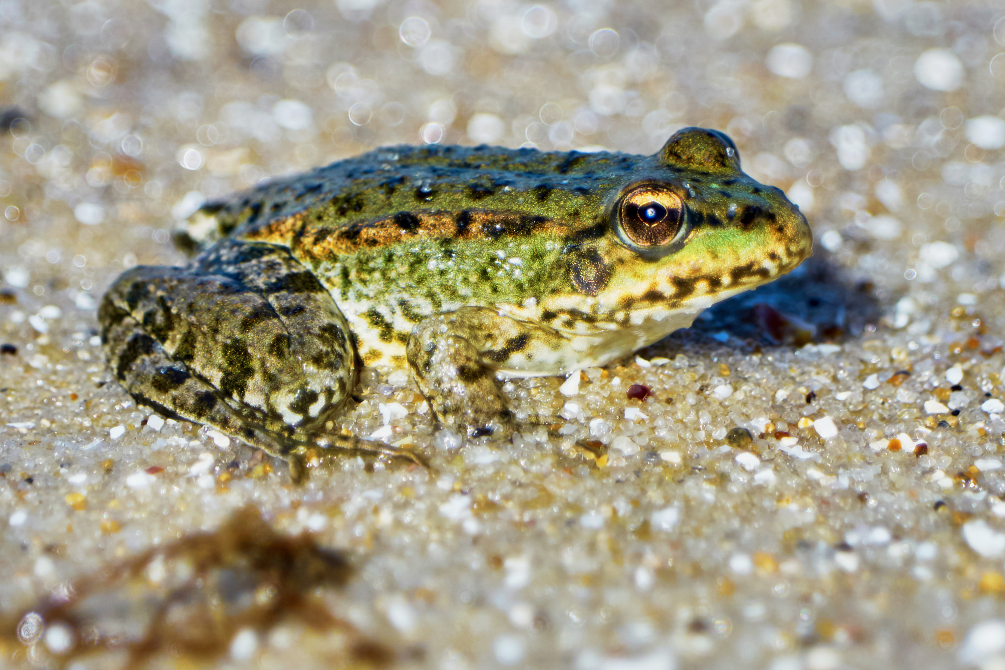 Sony ILCA-77M2 + Sony 70-400mm F4-5.6 G SSM II sample photo. Green frog photography