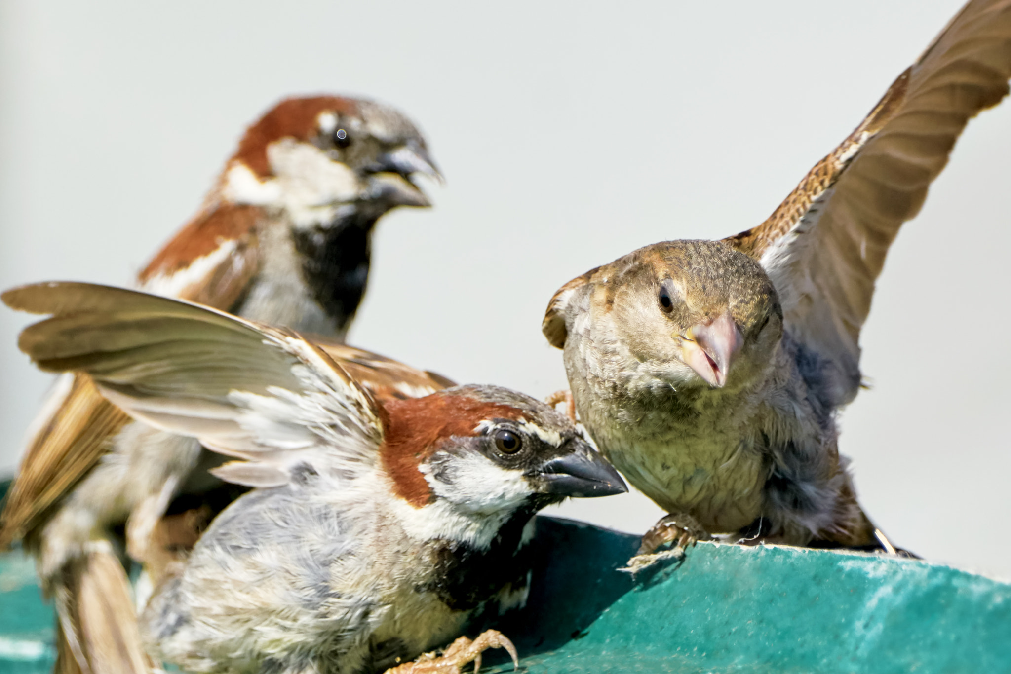 Sony 70-400mm F4-5.6 G SSM II sample photo. Three swallows photography